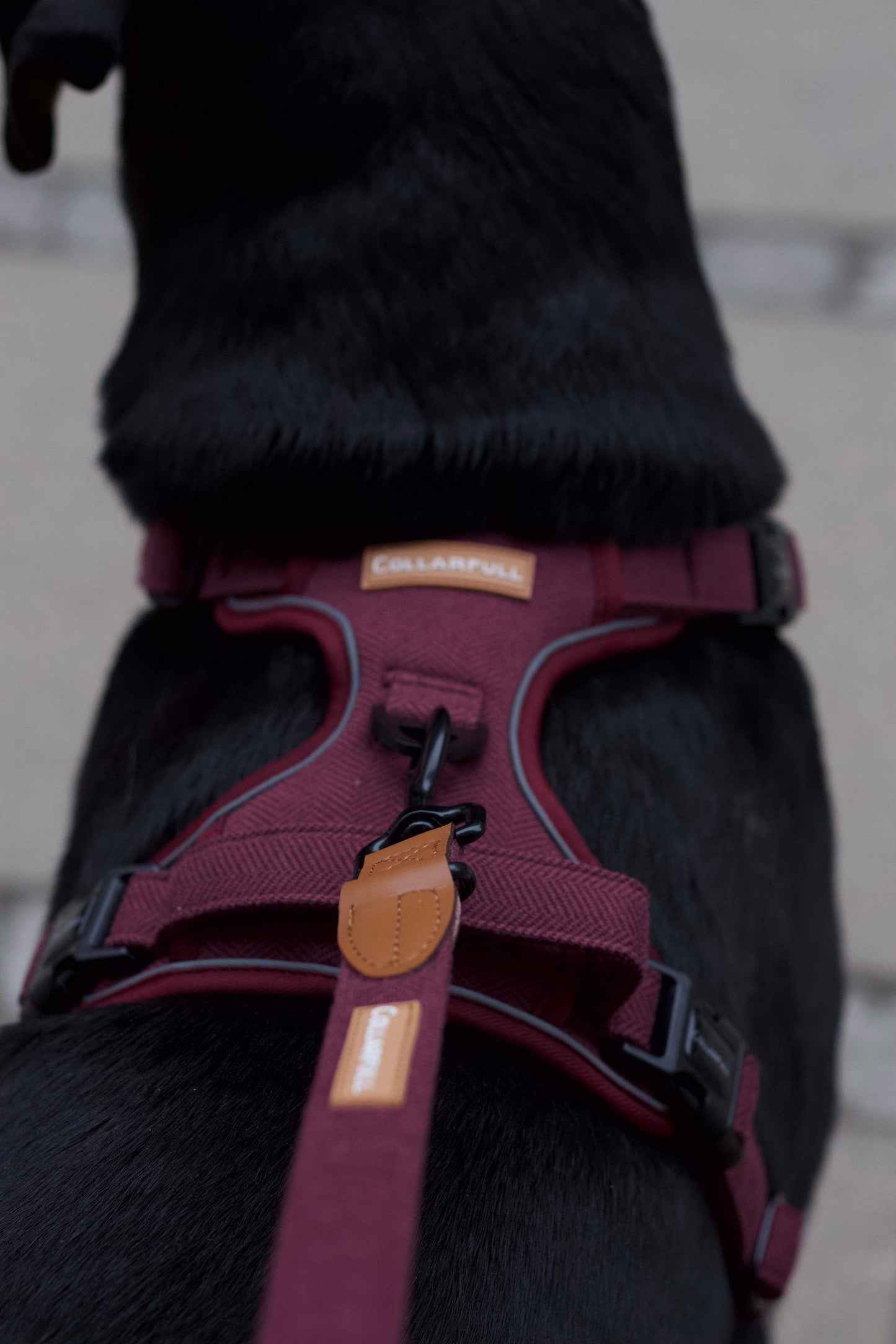 Adventure Trails Dog Harness - Burgundy Herringbone Tweed