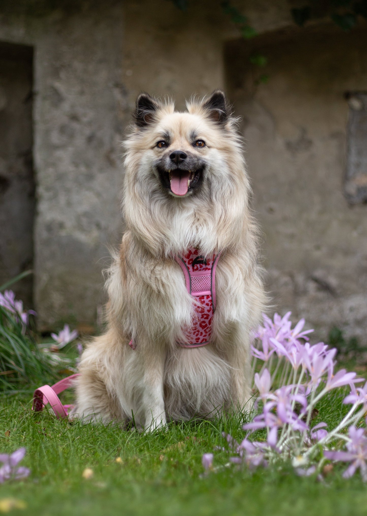 Adventure Trails Dog Harness - Pink Panther