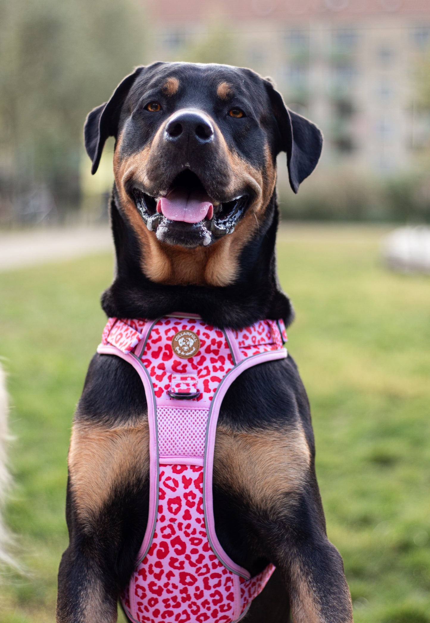 Adventure Trails Dog Harness - Pink Panther