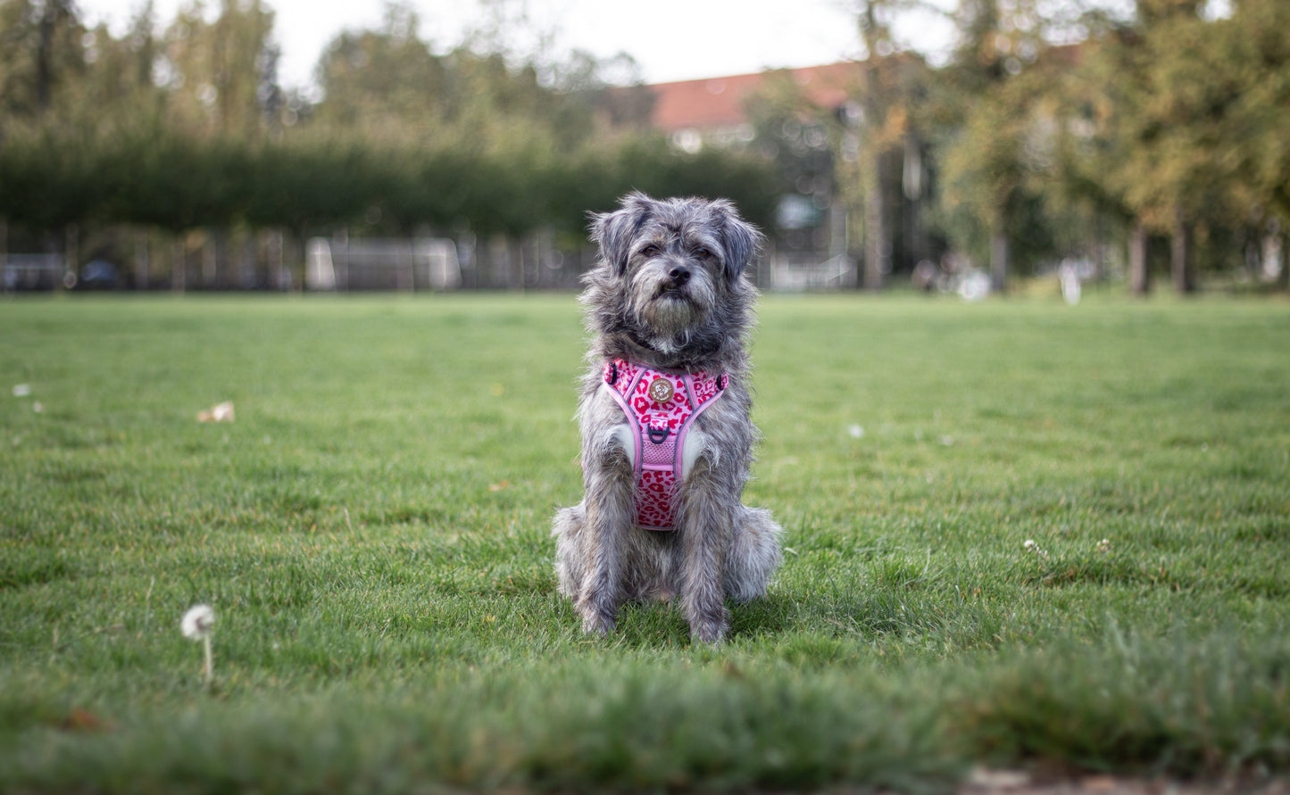 Adventure Trails Dog Harness - Pink Panther