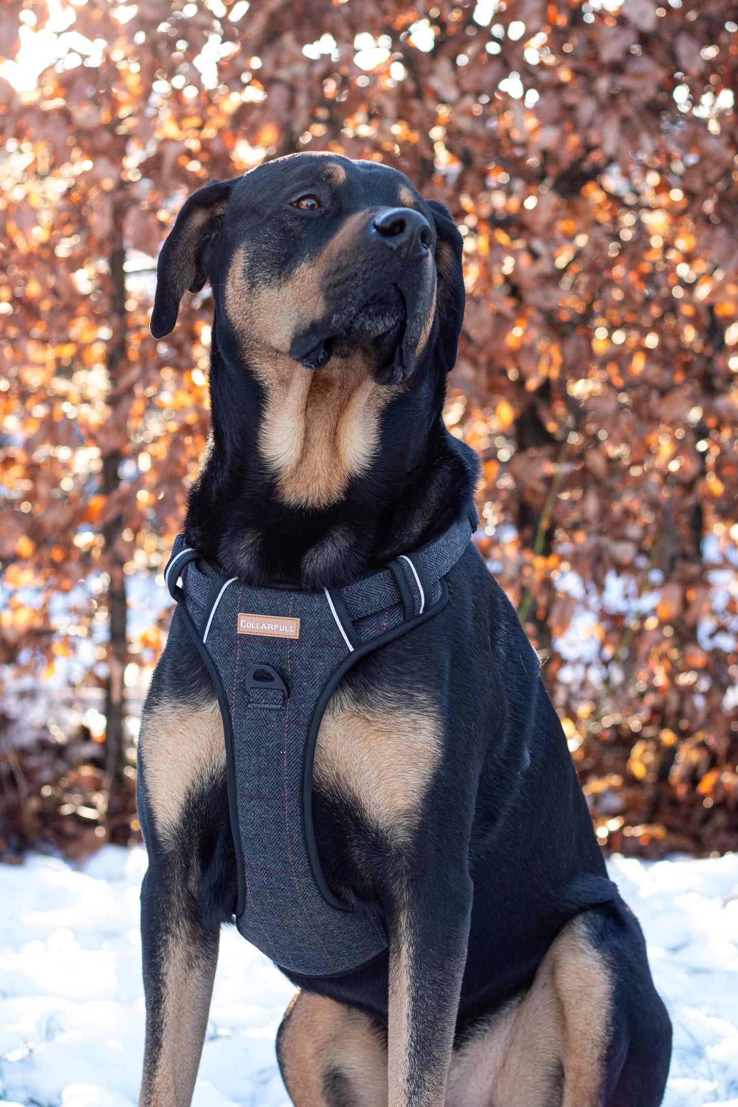 Adventure Trails Dog Harness - Black Herringbone Tweed