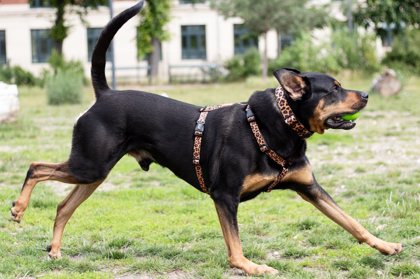 Urban Y Trails dog harness - Lovely Leopard