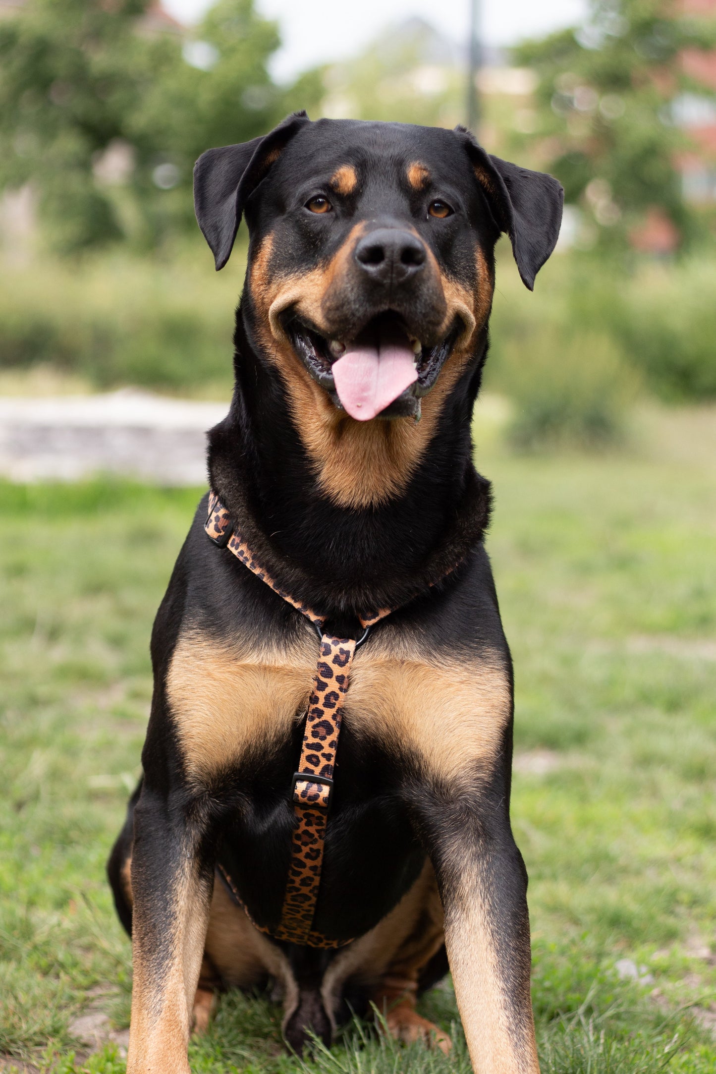 Urban Y Trails dog harness - Lovely Leopard