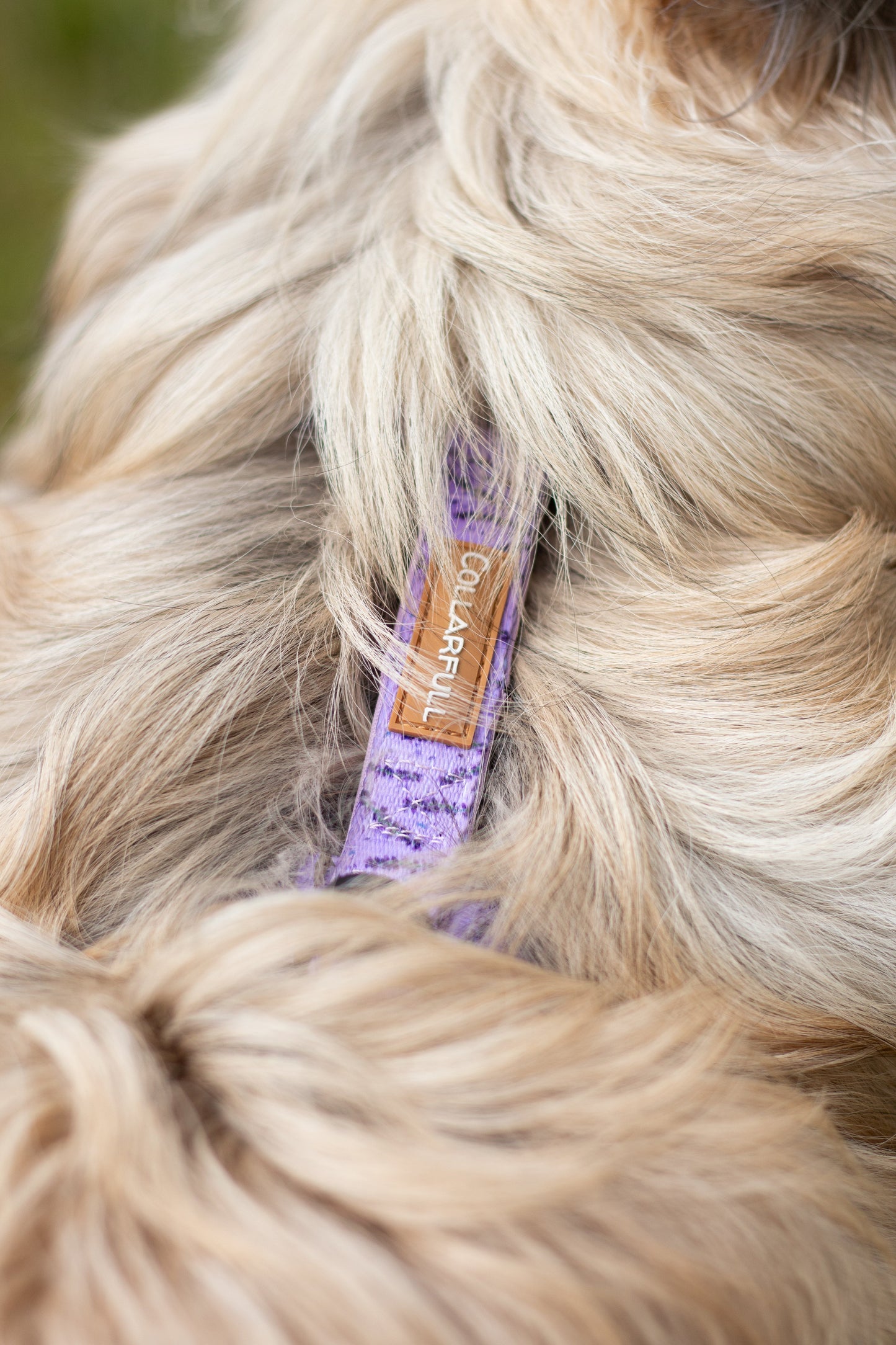 Urban Y Trails Dog Harness - In Smell Lavender