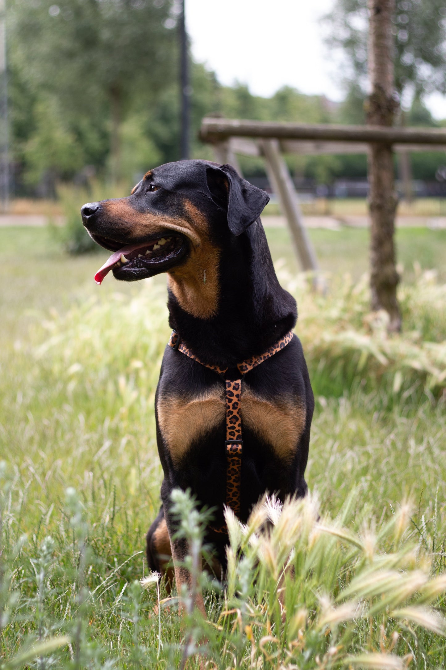 Urban Y Trails dog harness - Lovely Leopard
