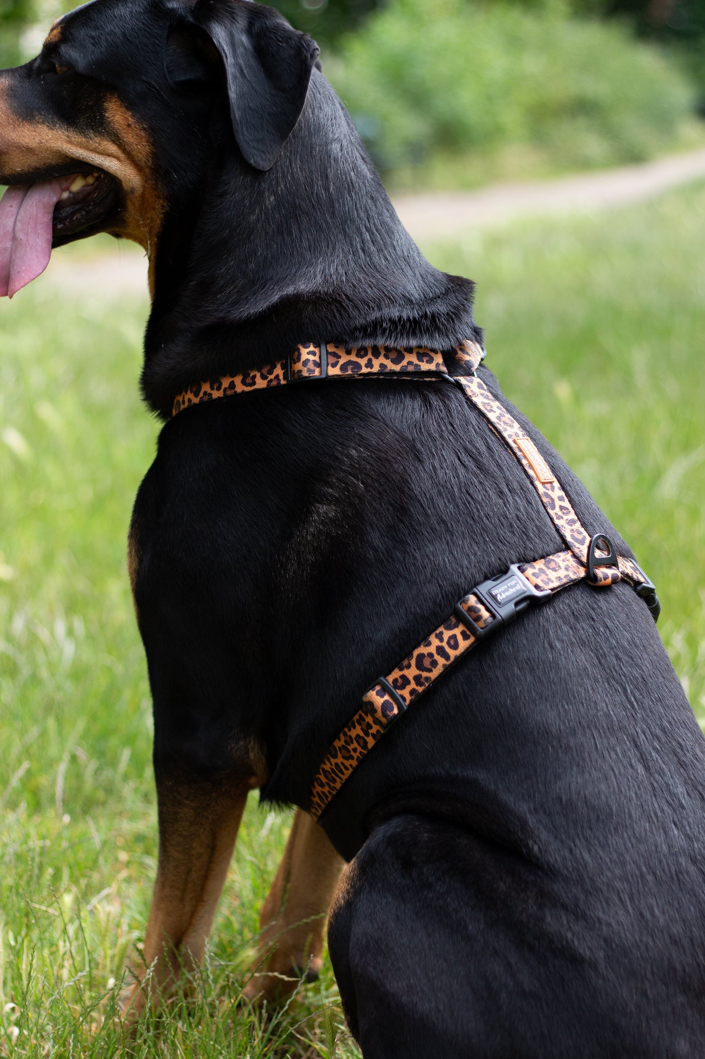 Urban Y Trails dog harness - Lovely Leopard