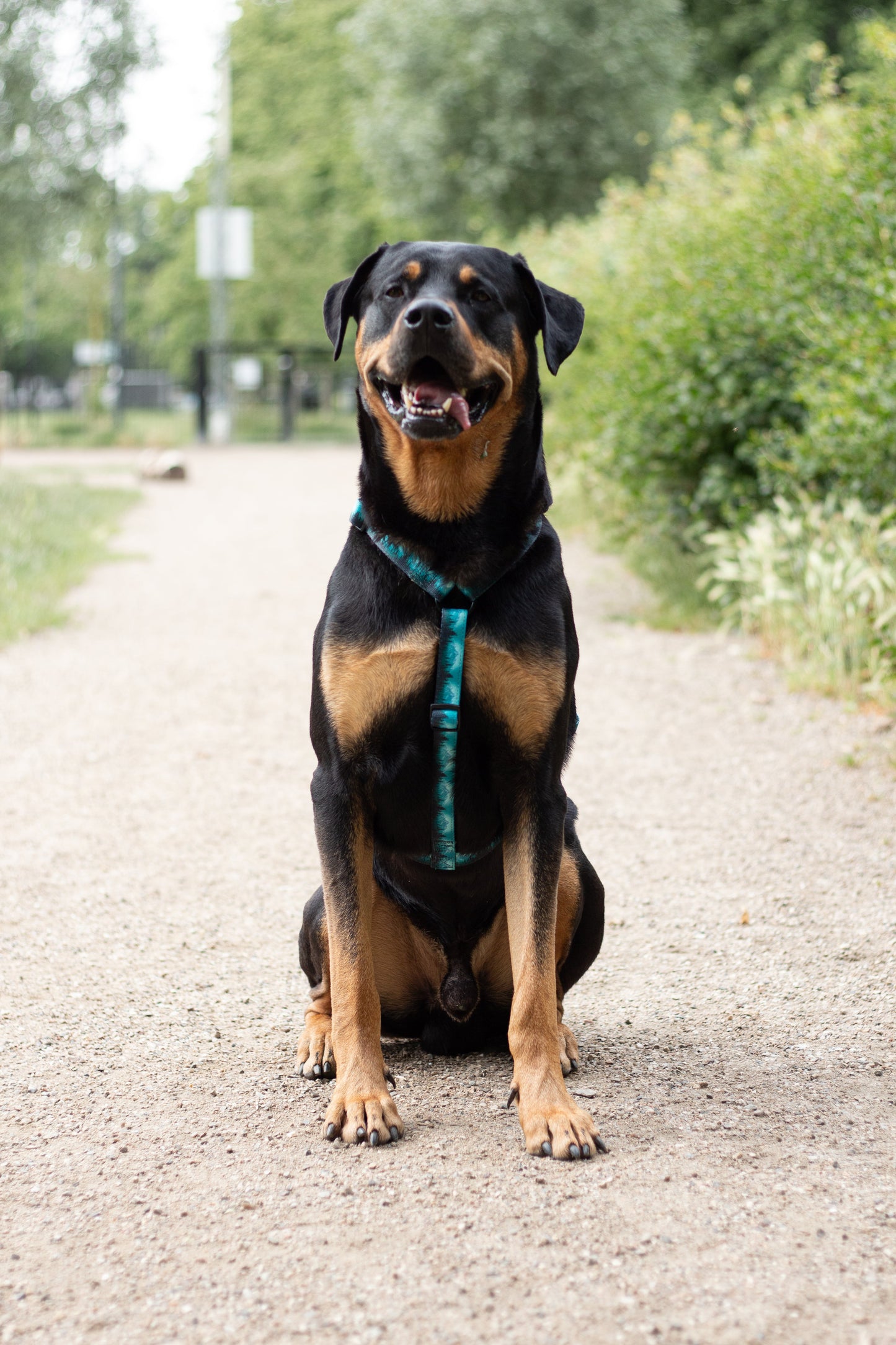 Urban Y Trails Dog Harness - Escape To The Wilderness