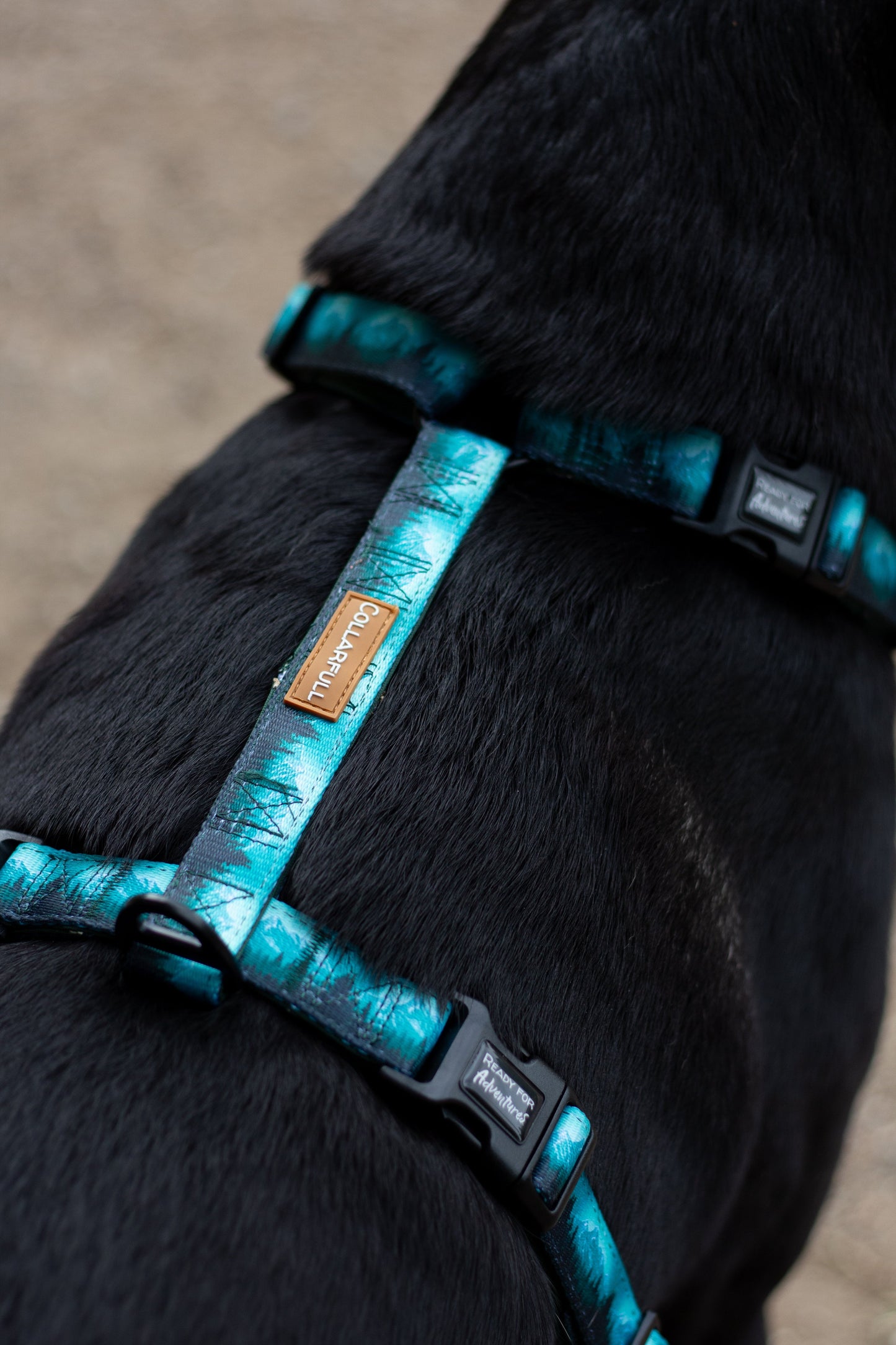Urban Y Trails Dog Harness - Escape To The Wilderness