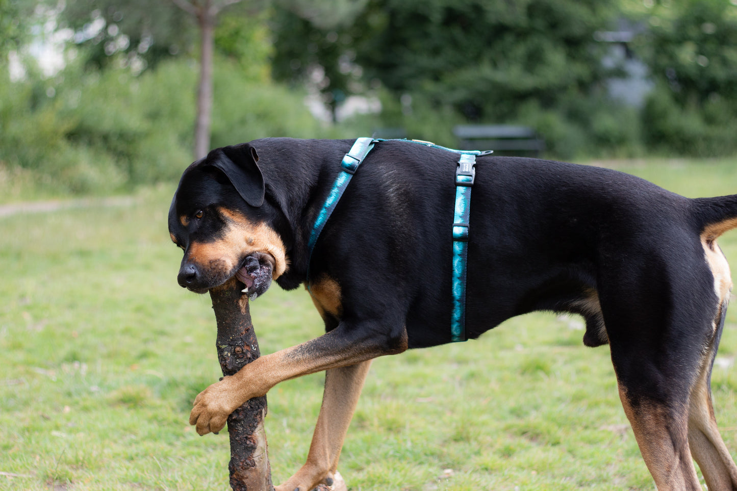 Urban Y Trails Dog Harness - Escape To The Wilderness