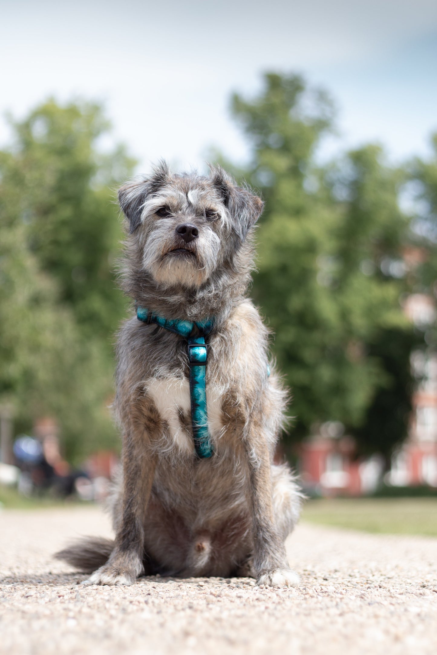 Urban Y Trails Dog Harness - Escape To The Wilderness