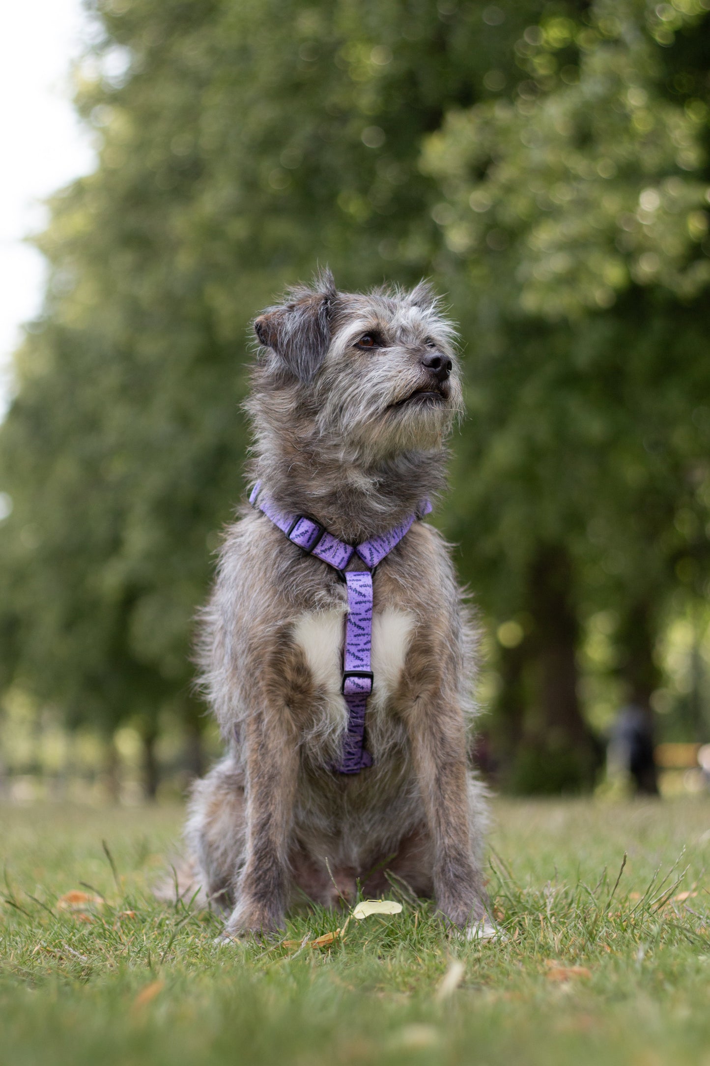 Urban Y Trails Dog Harness - In Smell Lavender