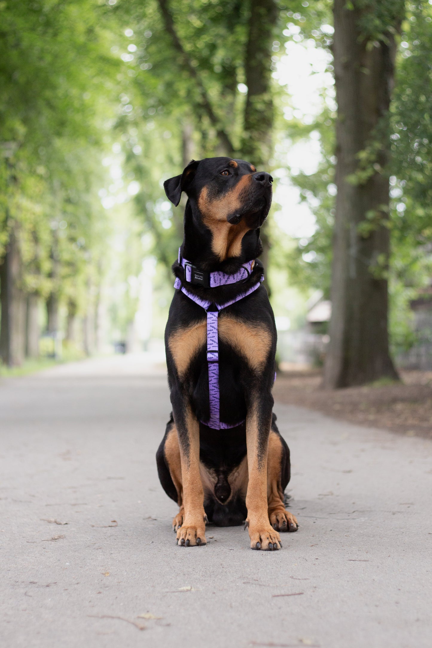 Urban Y Trails Dog Harness - In Smell Lavender