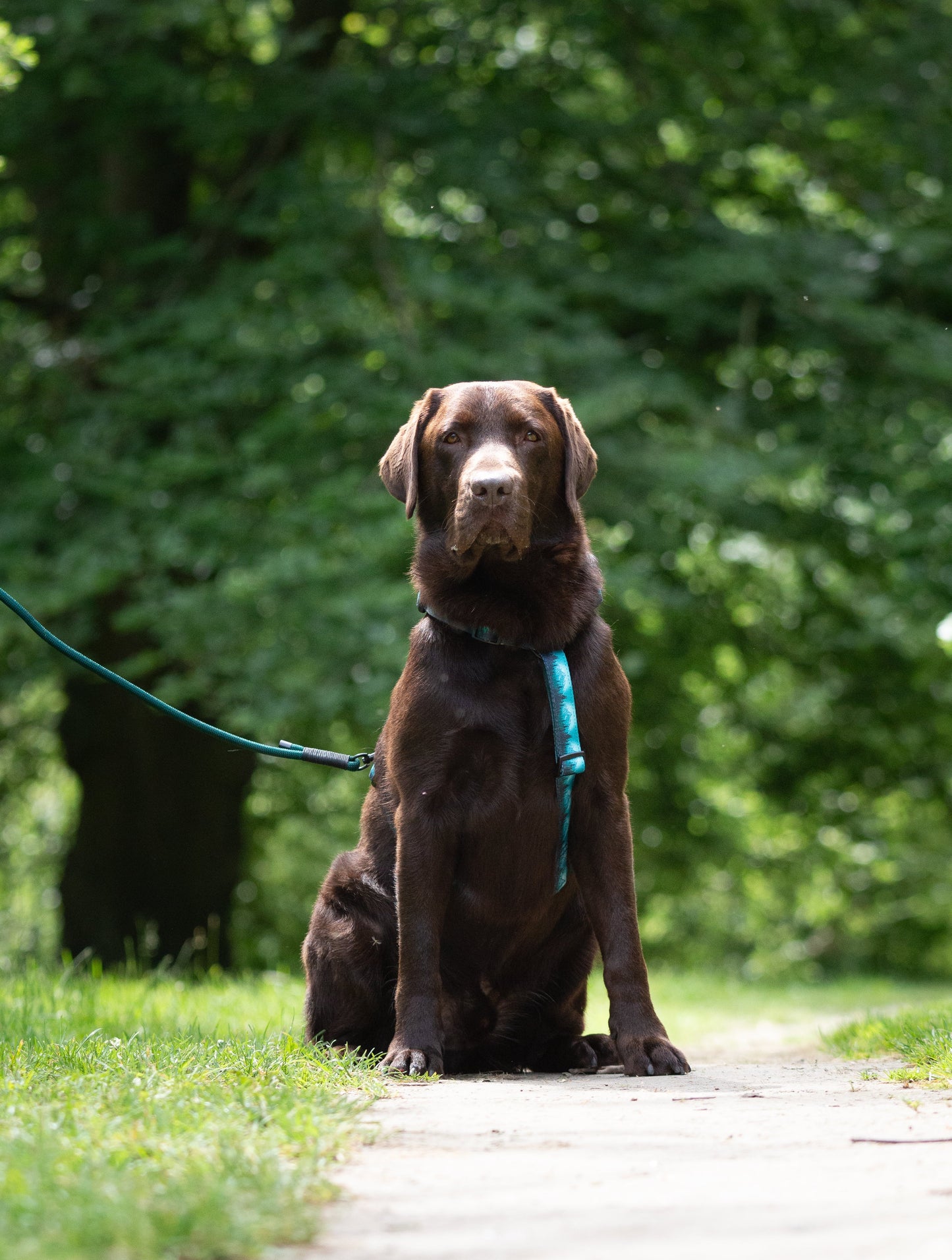 Urban Y Trails Dog Harness - Escape To The Wilderness