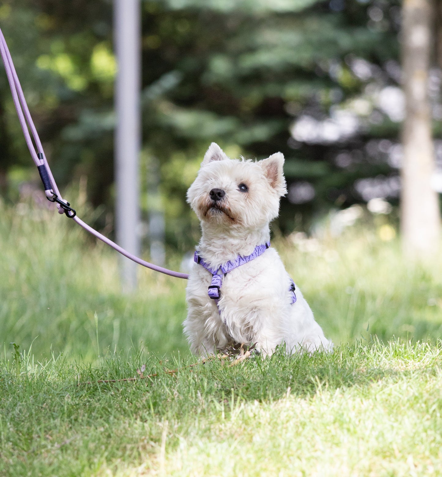 Urban Y Trails Dog Harness - In Smell Lavender