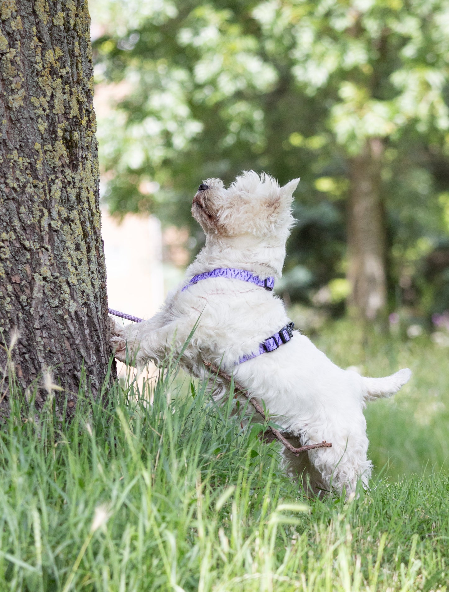 Urban Y Trails Dog Harness - In Smell Lavender