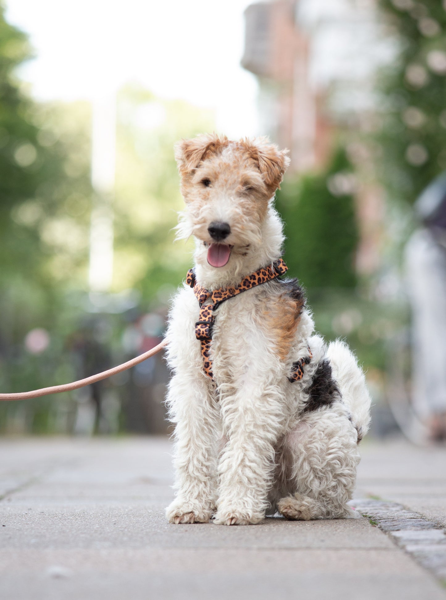 Urban Y Trails dog harness - Lovely Leopard