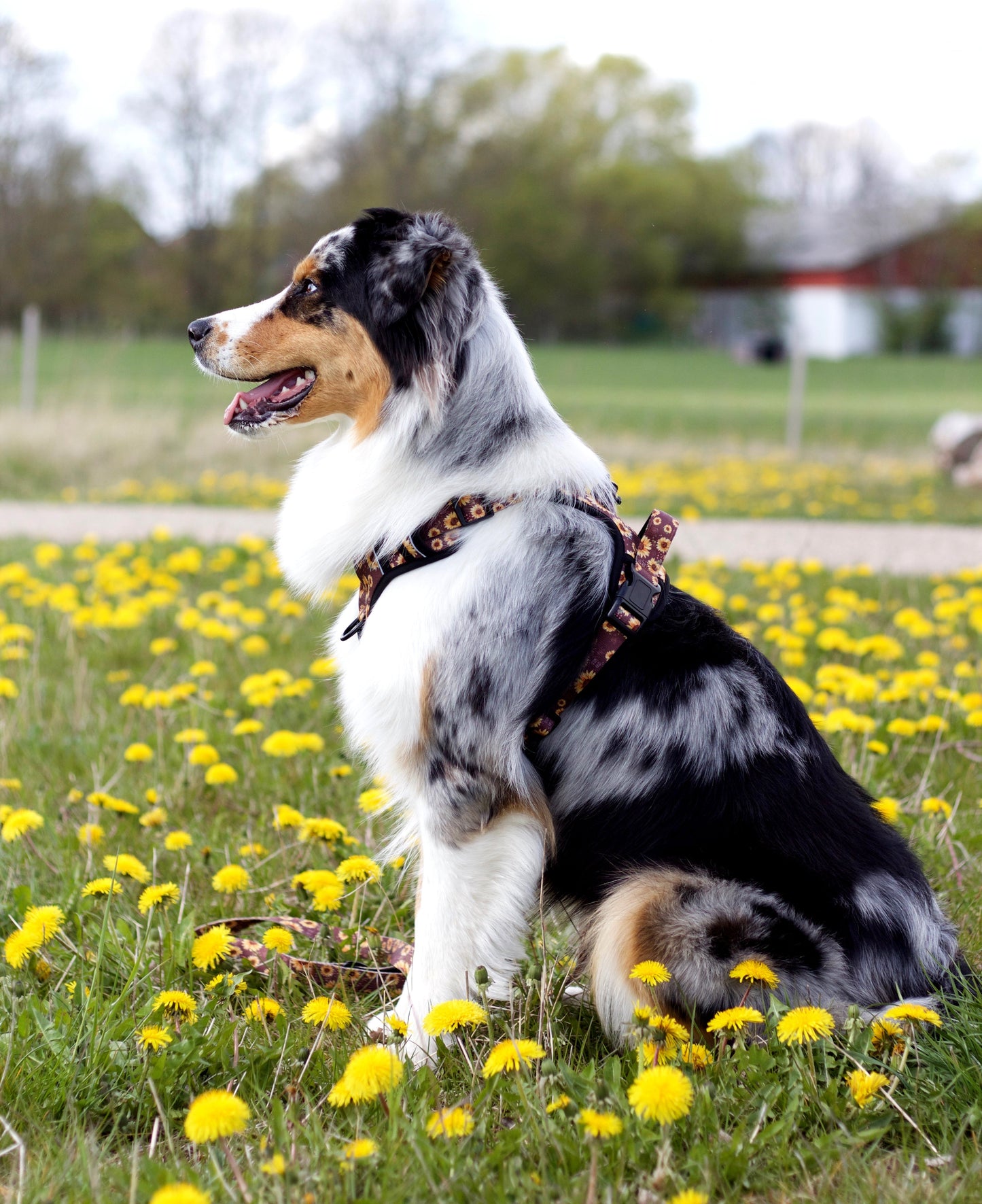 Adventure Trails dog harness - Sunflowers on my mind