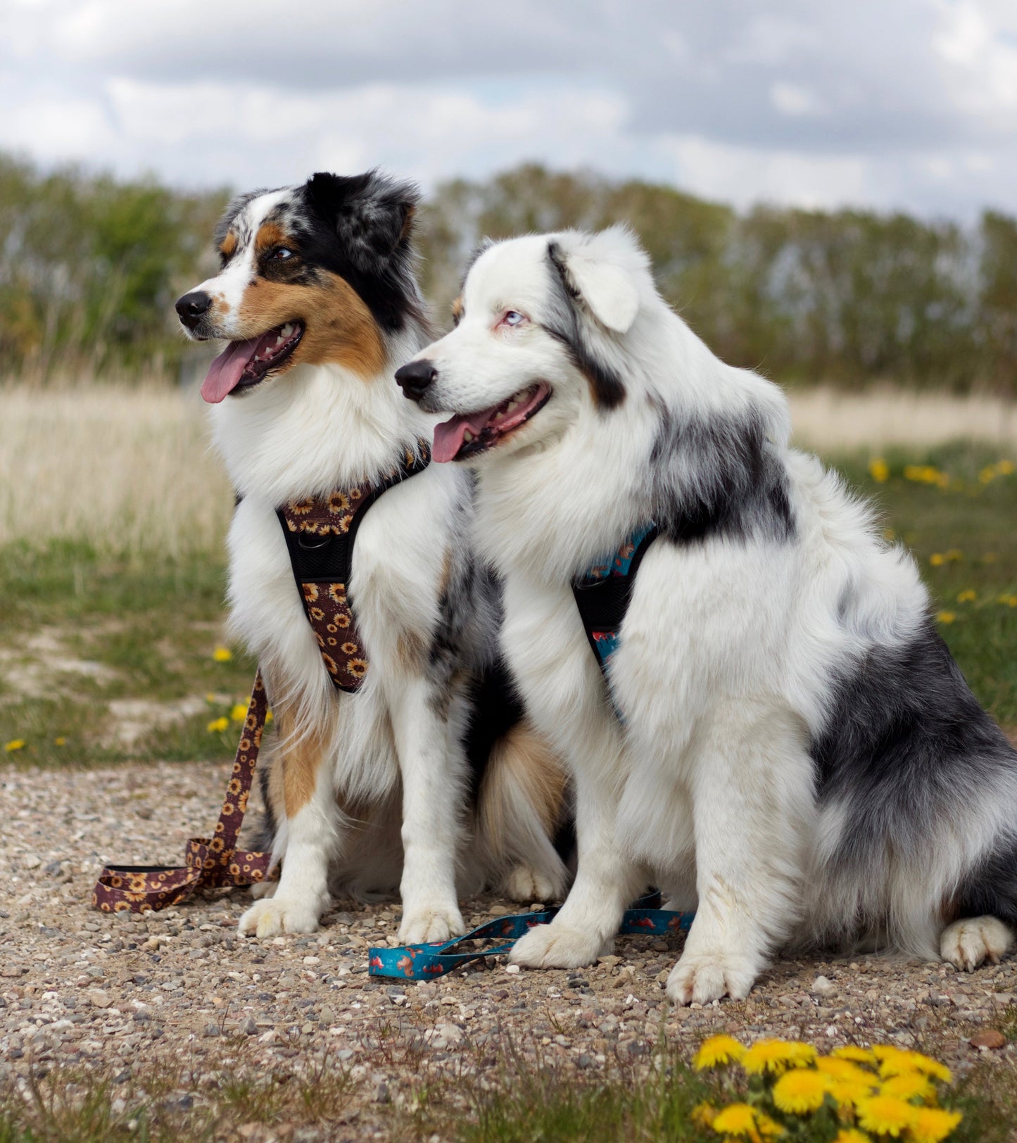 Adventure Trails Dog Harness - Hunting Ground