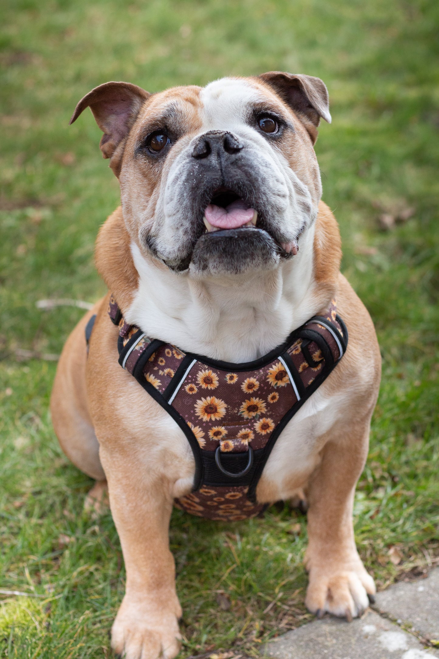 Adventure Trails dog harness - Sunflowers on my mind