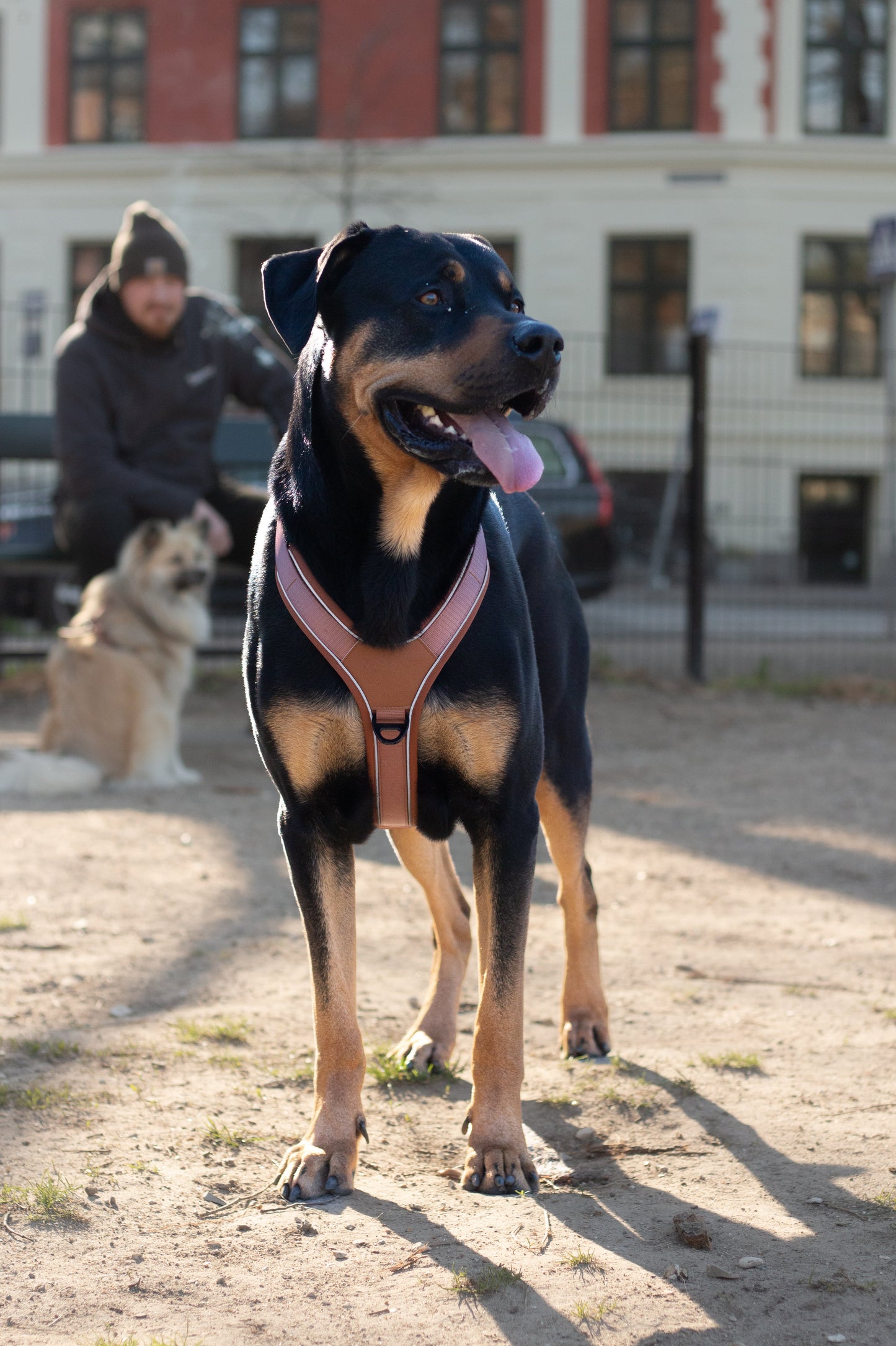 Terrain Trails dog harness - Caramel luxury