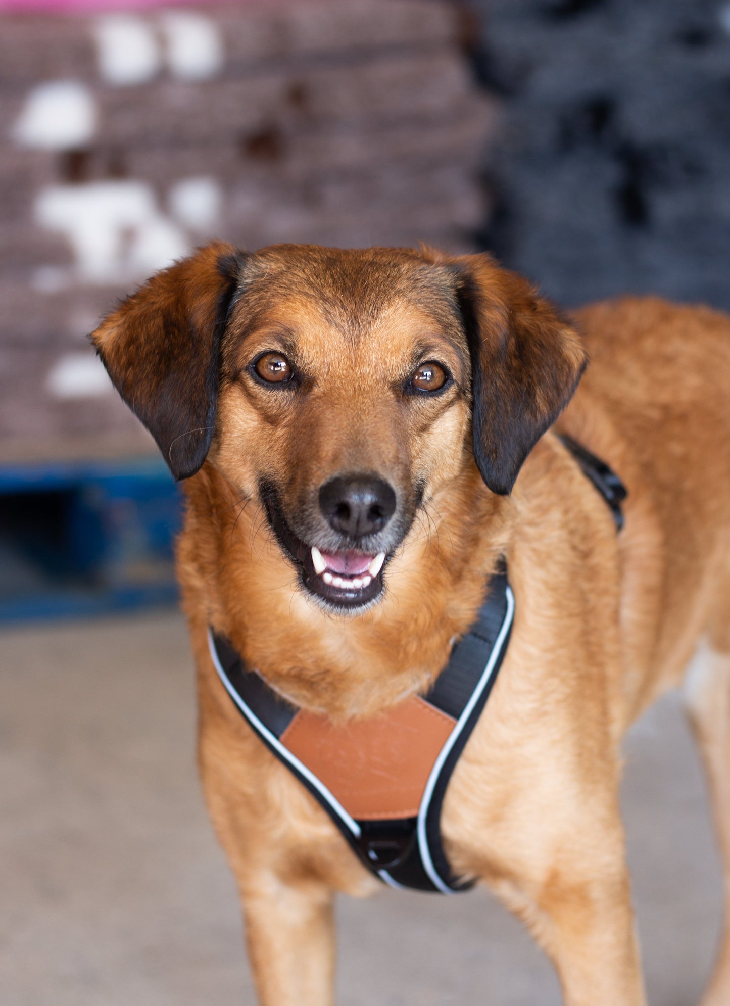 Terrain Trails dog harness - Stylish Black