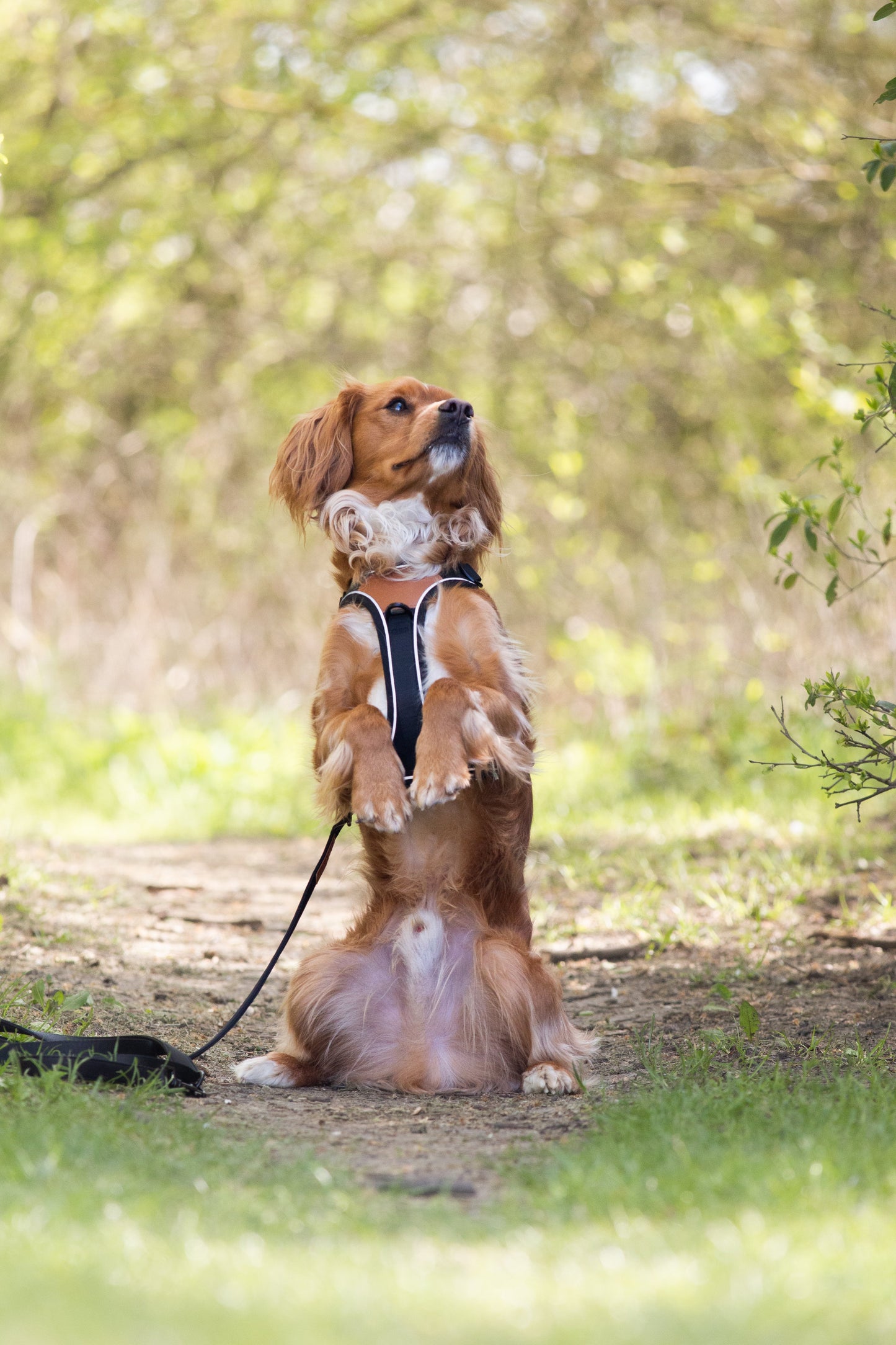 Terrain Trails dog harness - Stylish Black