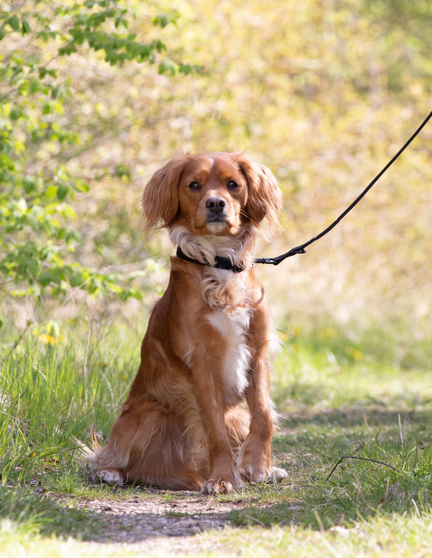 Adjustable dog leash - Stylish Black