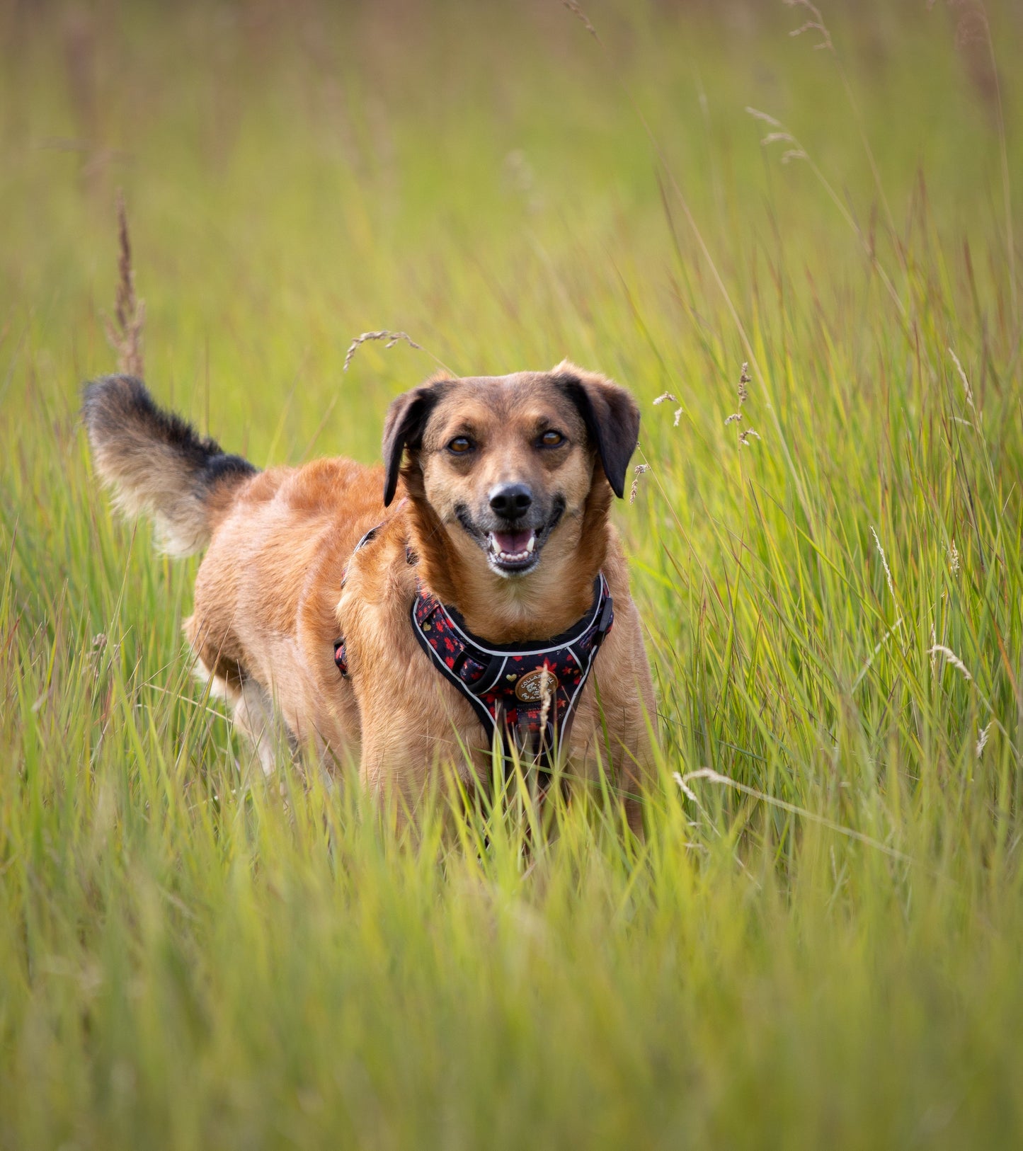 Adventure Trails dog harness - Leaf me not