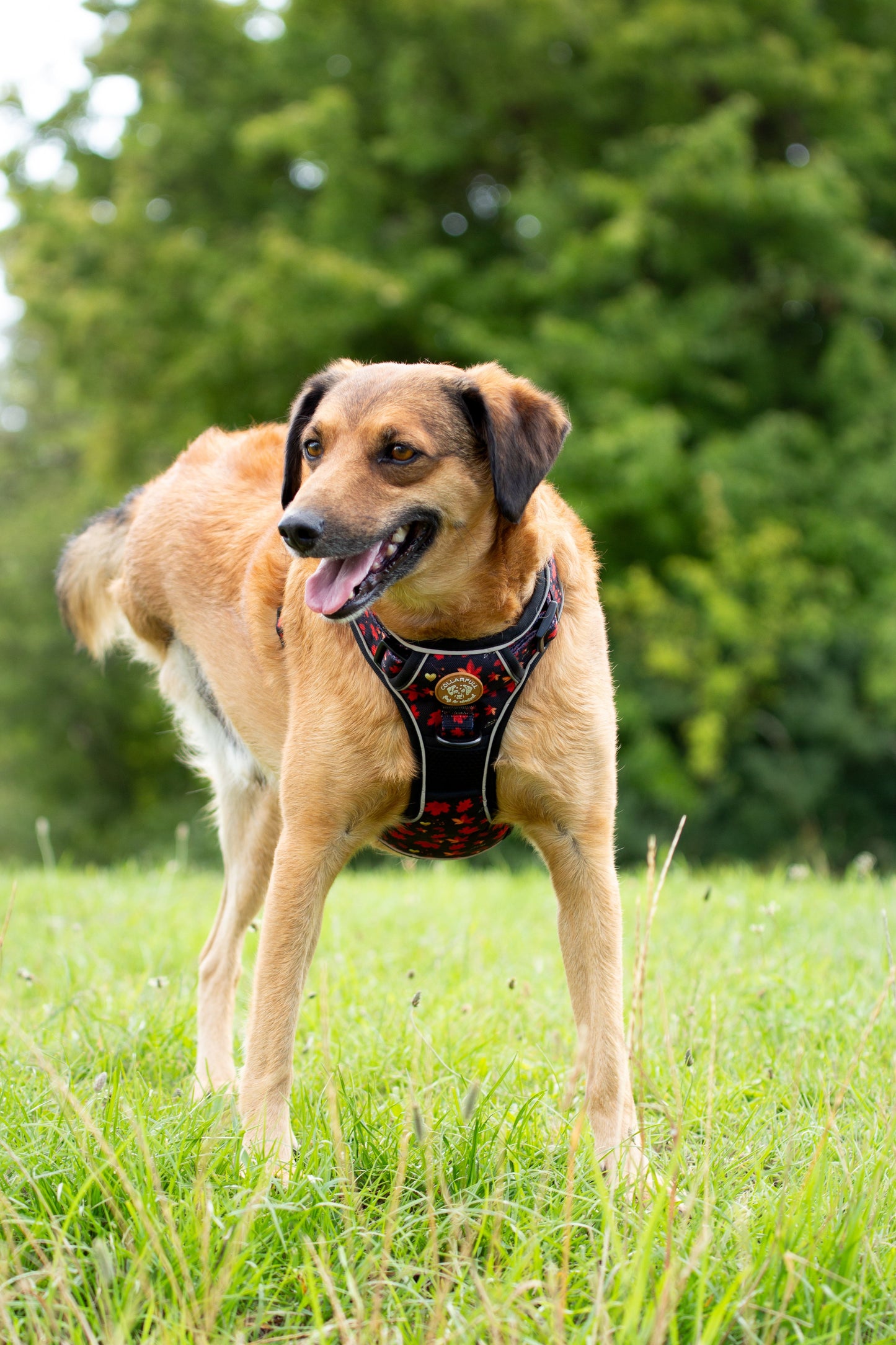 Adventure Trails dog harness - Leaf me not