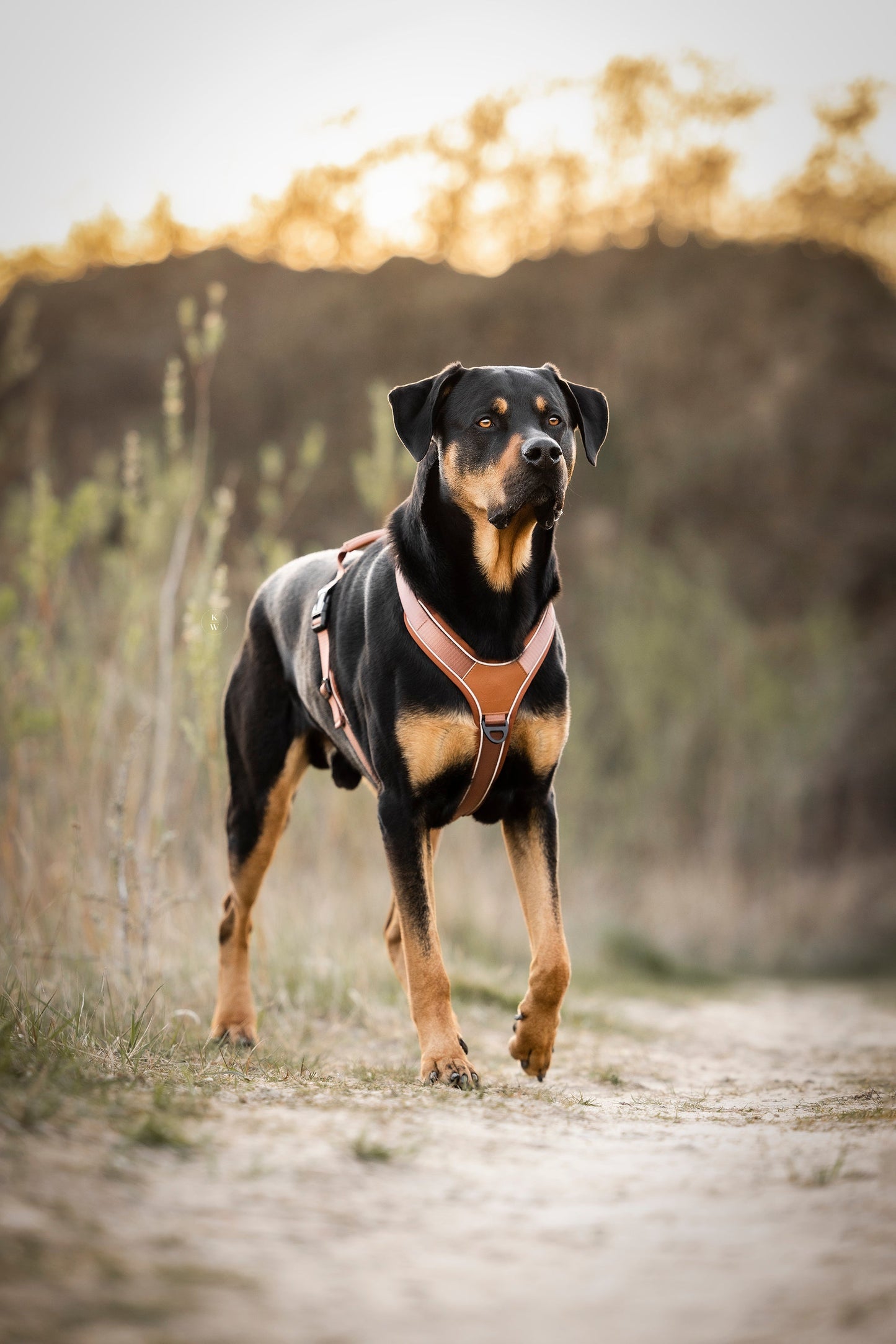 Terrain Trails dog harness - Caramel luxury