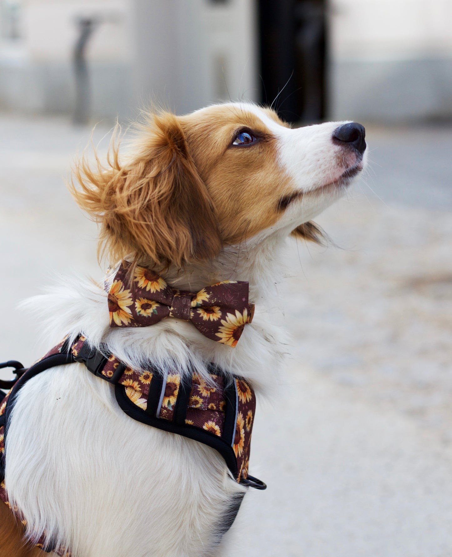 Adventure Trails dog harness - Sunflowers on my mind