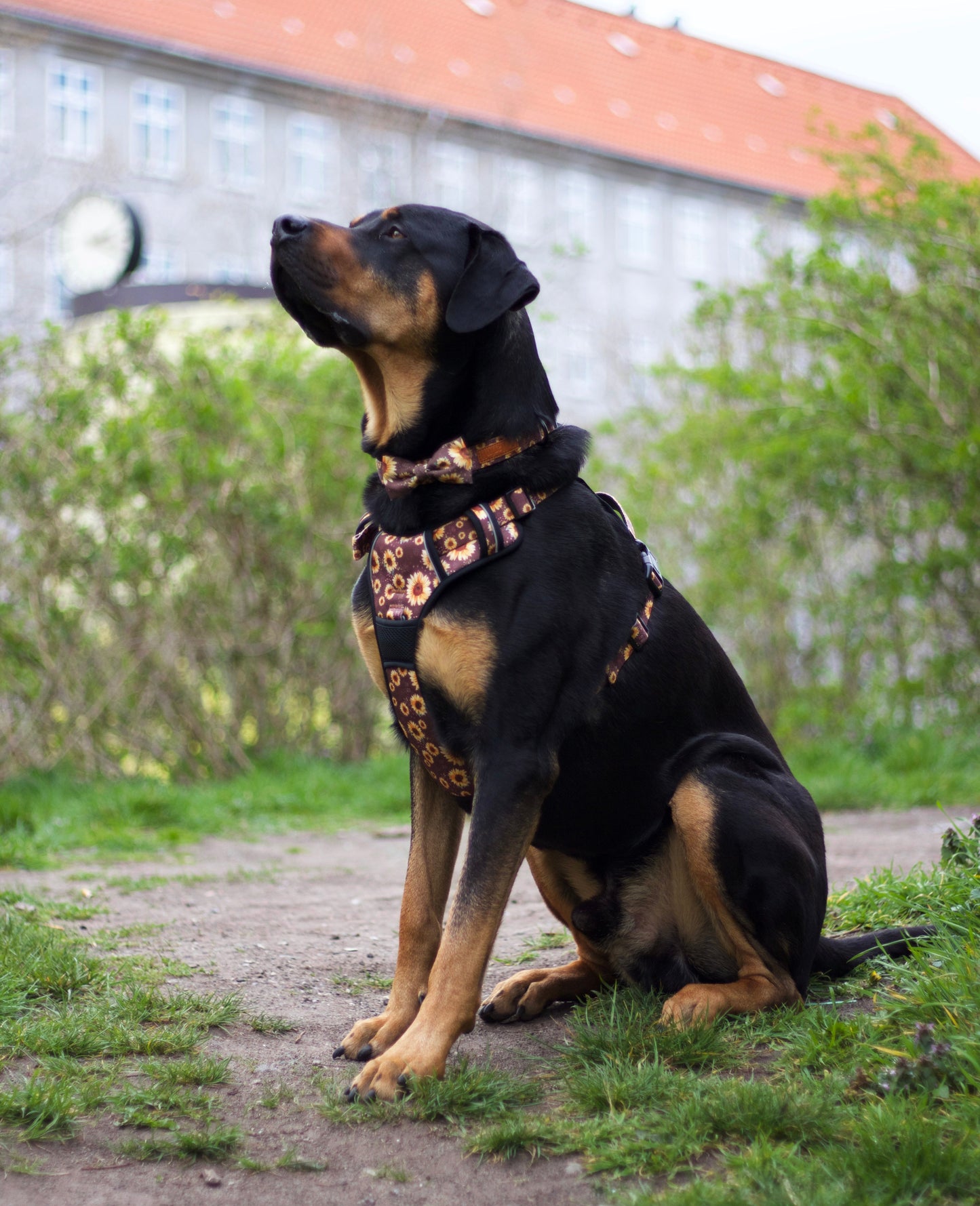 Adventure Trails dog harness - Sunflowers on my mind