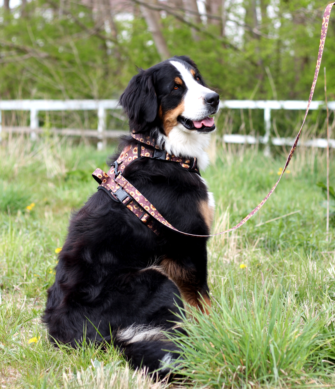 Adventure Trails dog harness - Sunflowers on my mind