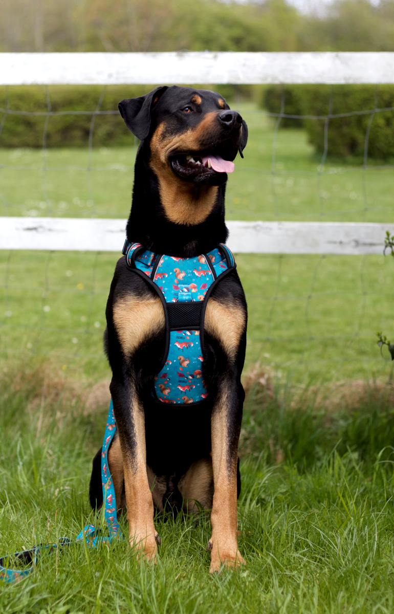 Adventure Trails Dog Harness - Hunting Ground