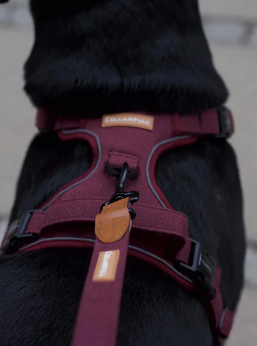 Adjustable dog lead - Burgundy Herringbone Tweed