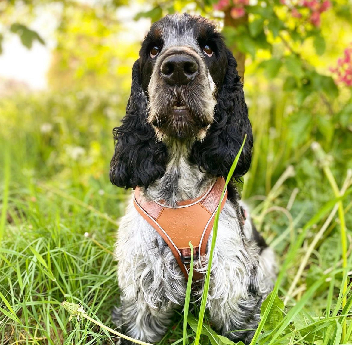 Terrain Trails dog harness - Caramel luxury