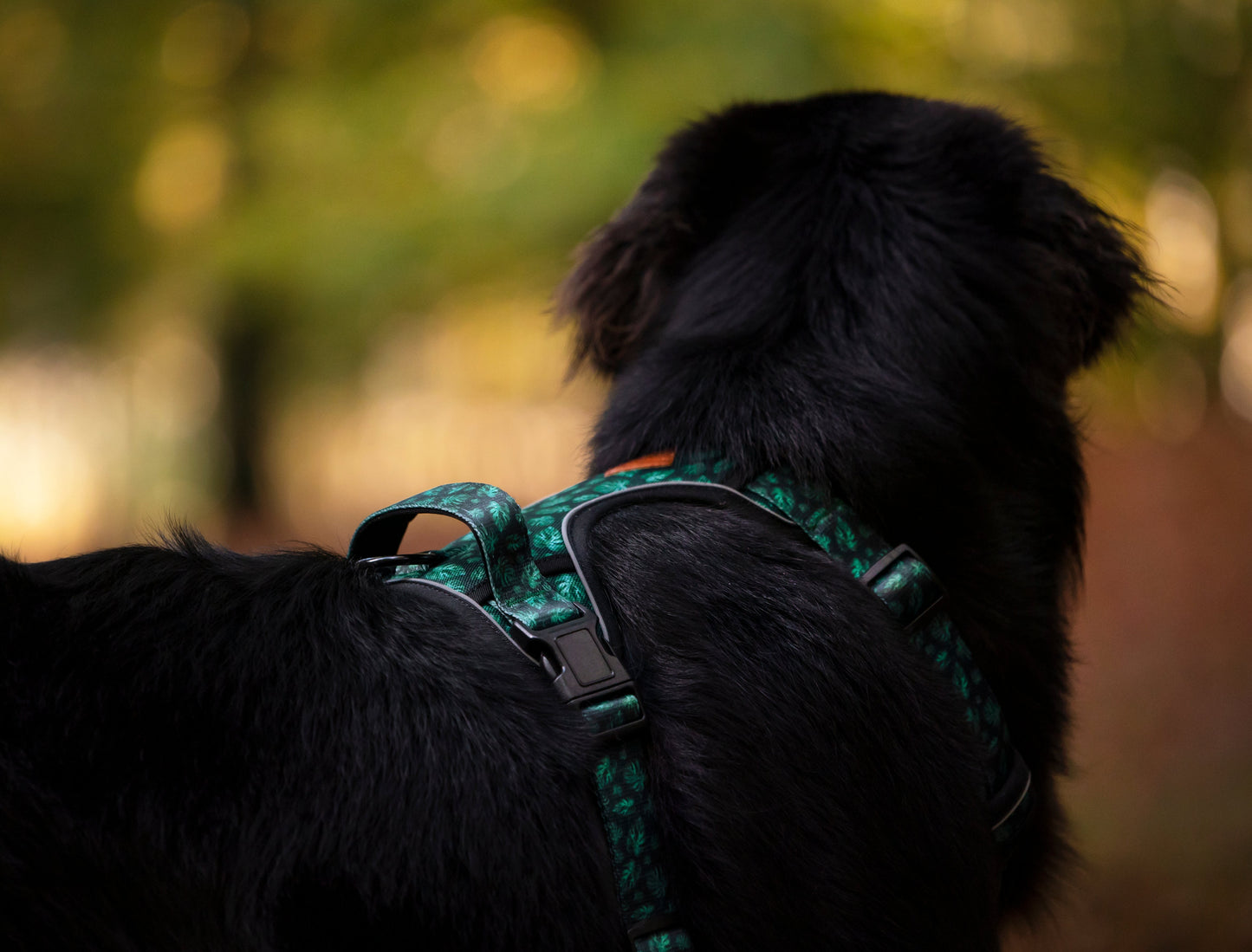 Adventure Trails Dog Harness - Evergreen