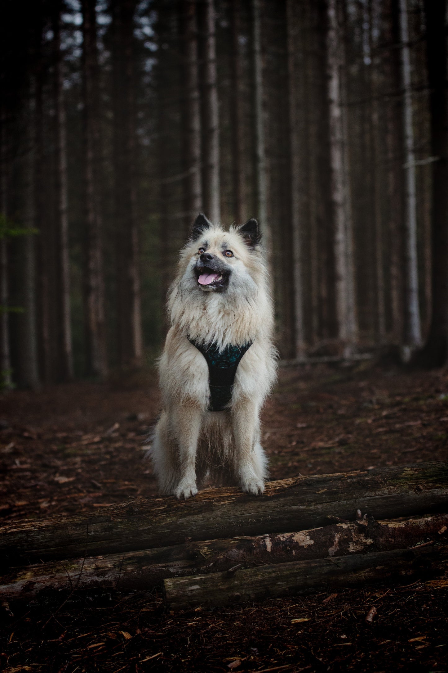 Adventure Trails Dog Harness - Evergreen