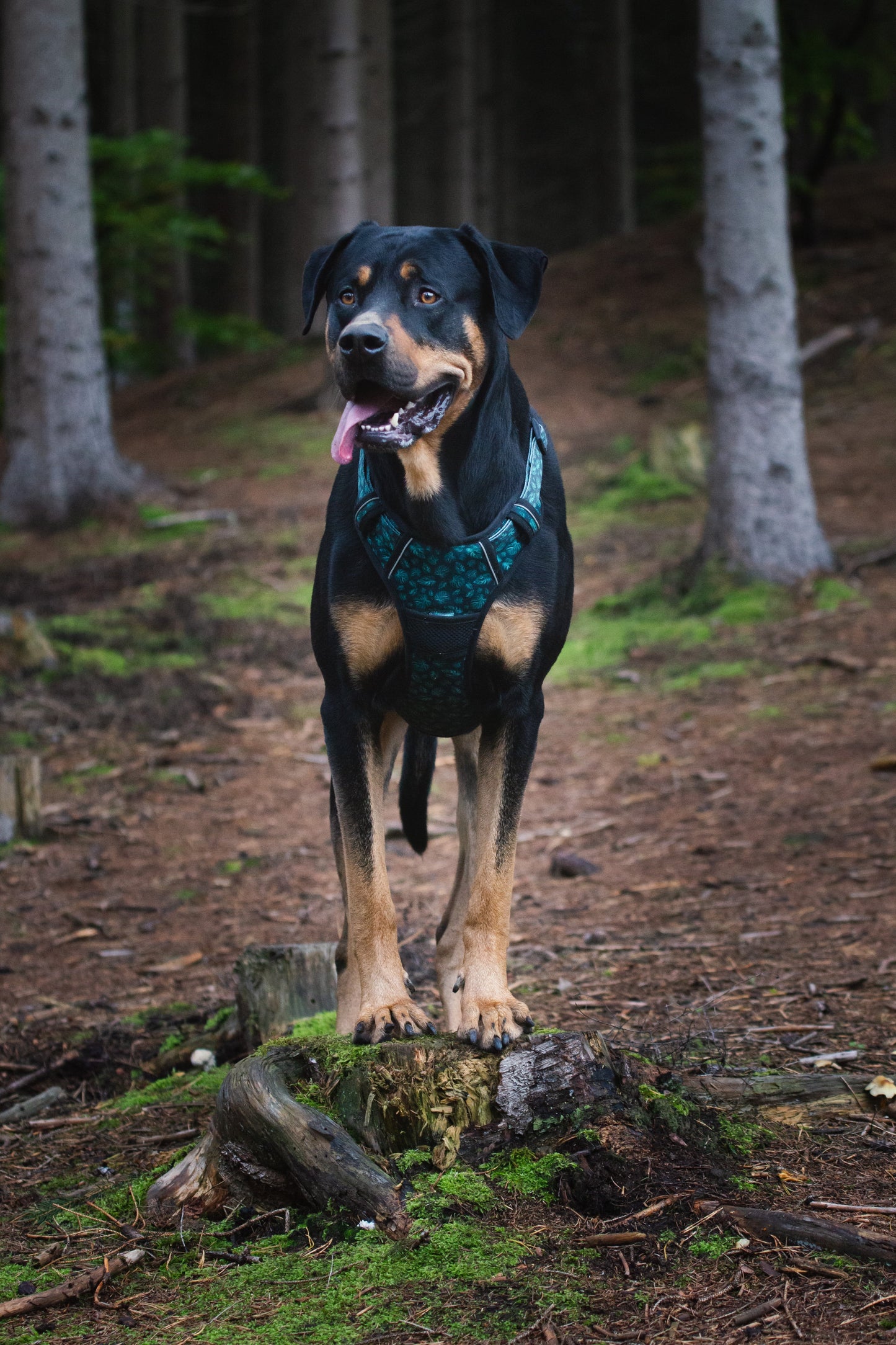 Adventure Trails Dog Harness - Evergreen
