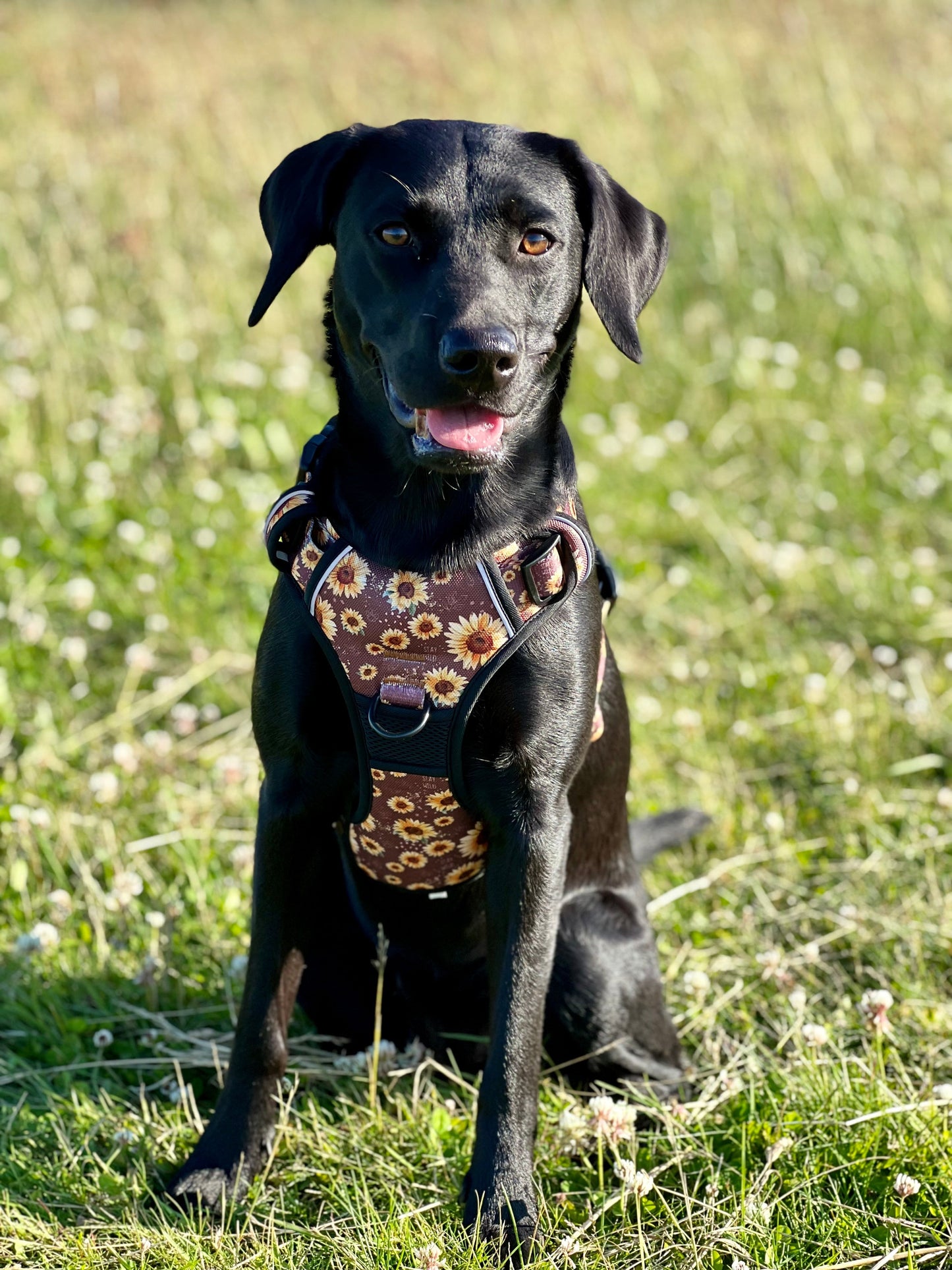 Adventure Trails dog harness - Sunflowers on my mind