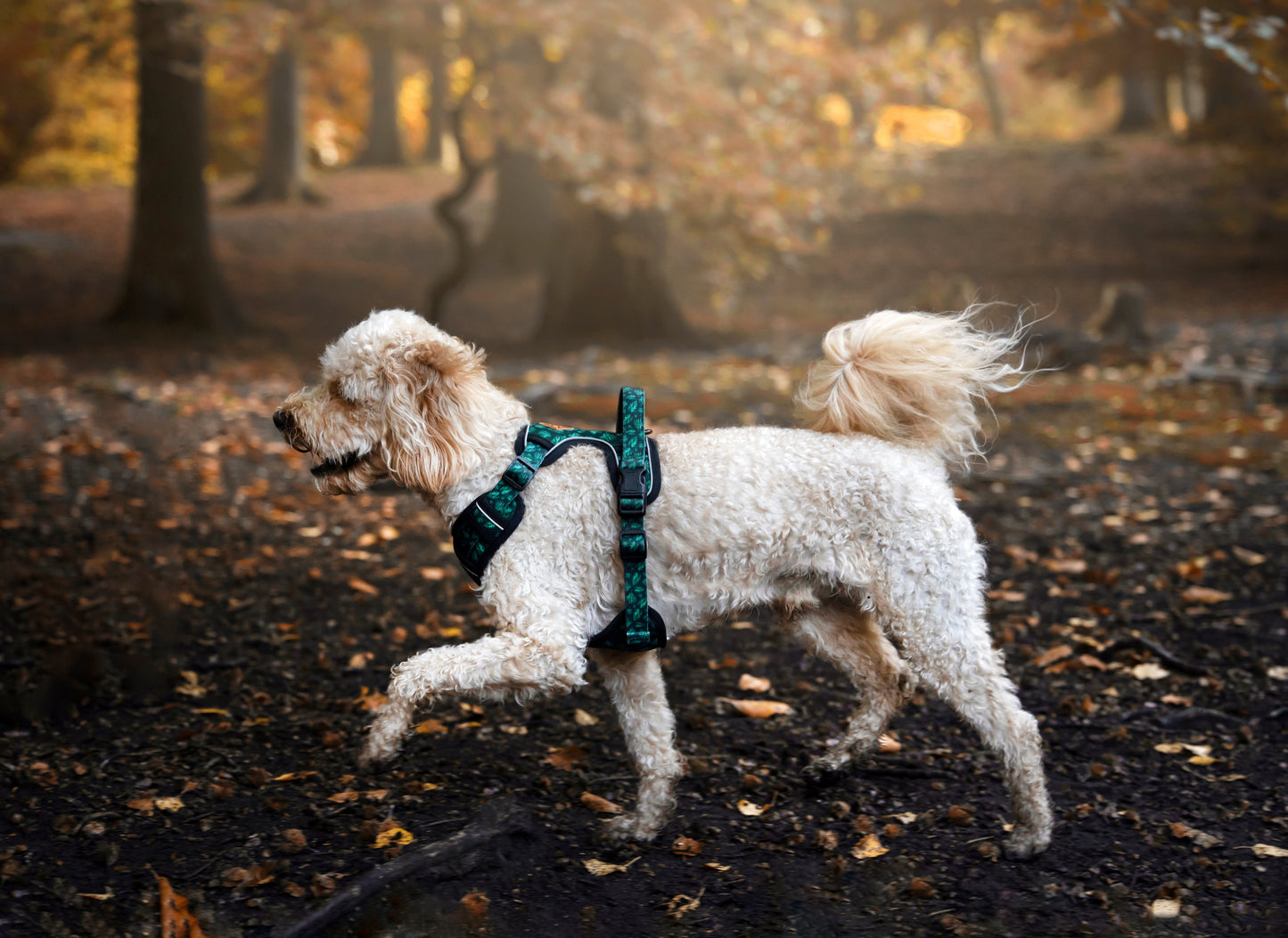 Adventure Trails Dog Harness - Evergreen