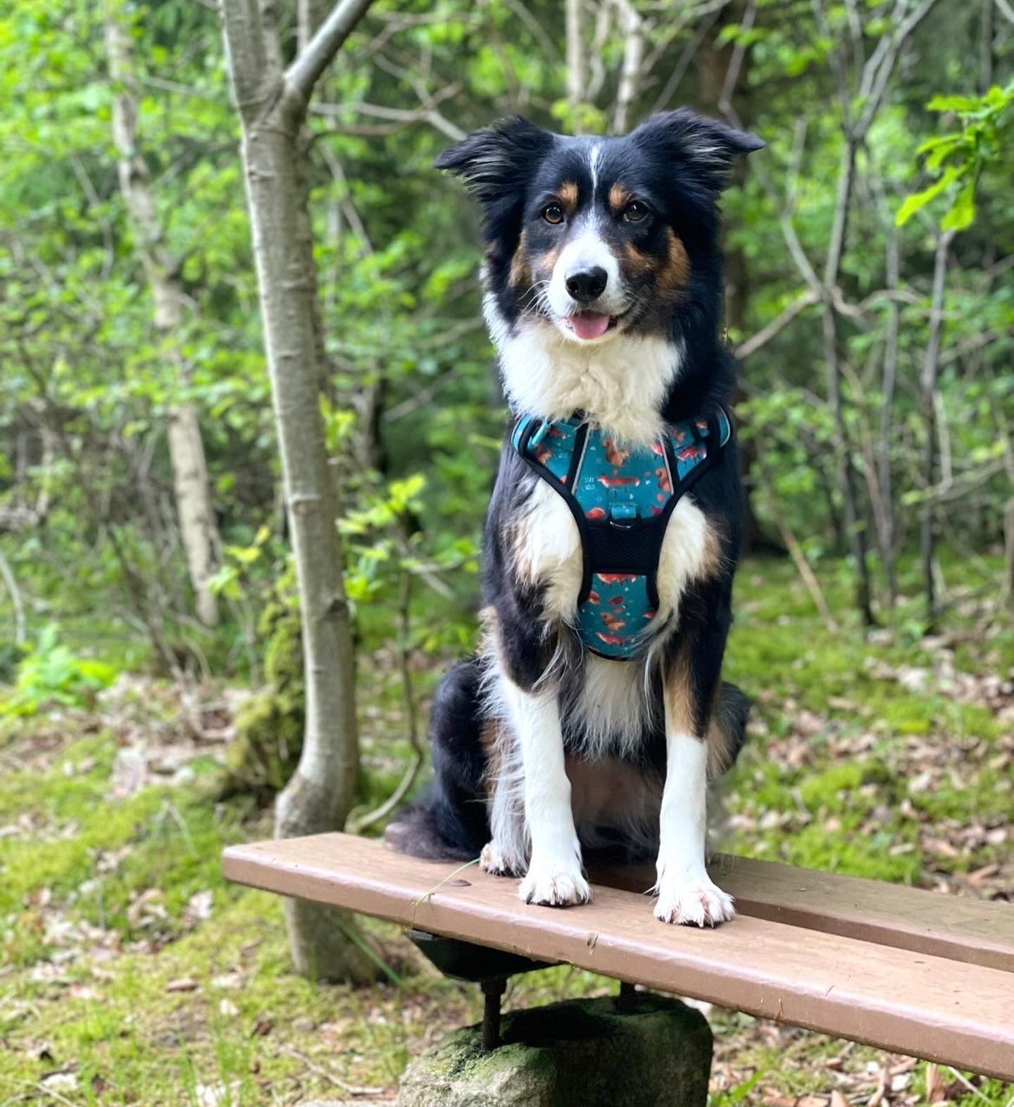 Adventure Trails Dog Harness - Hunting Ground