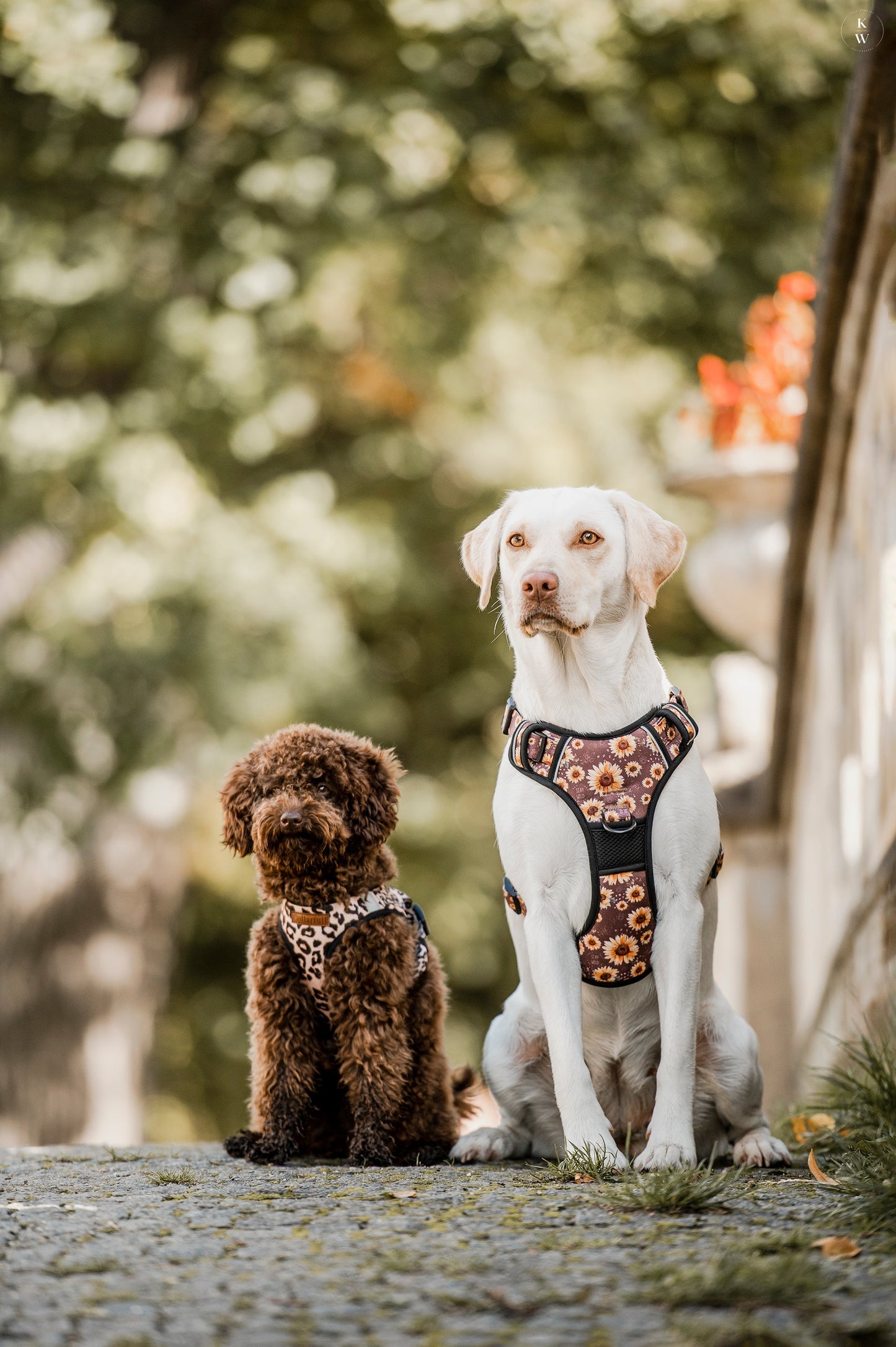 Adventure Trails dog harness - Sunflowers on my mind
