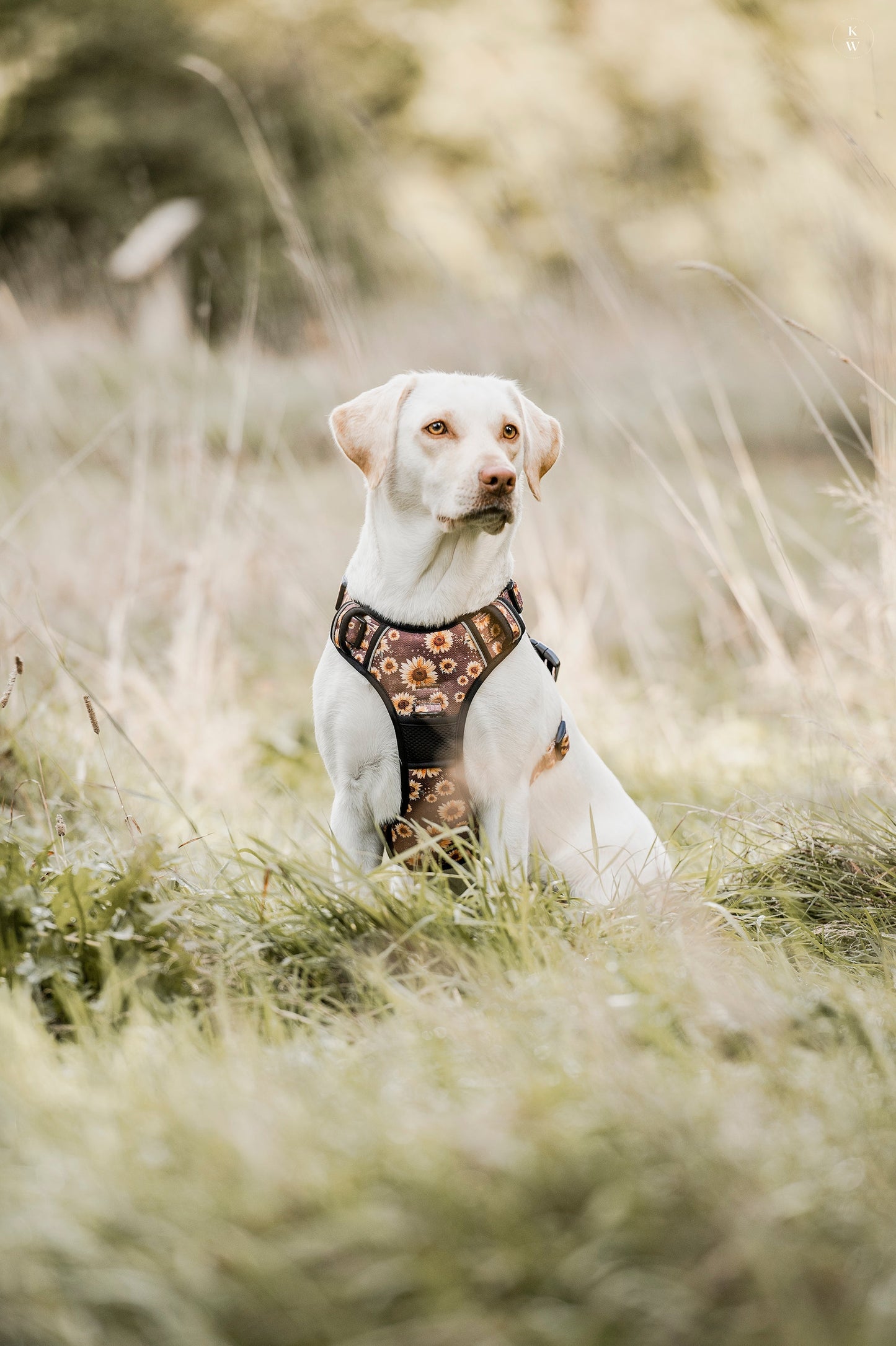 Adventure Trails dog harness - Sunflowers on my mind