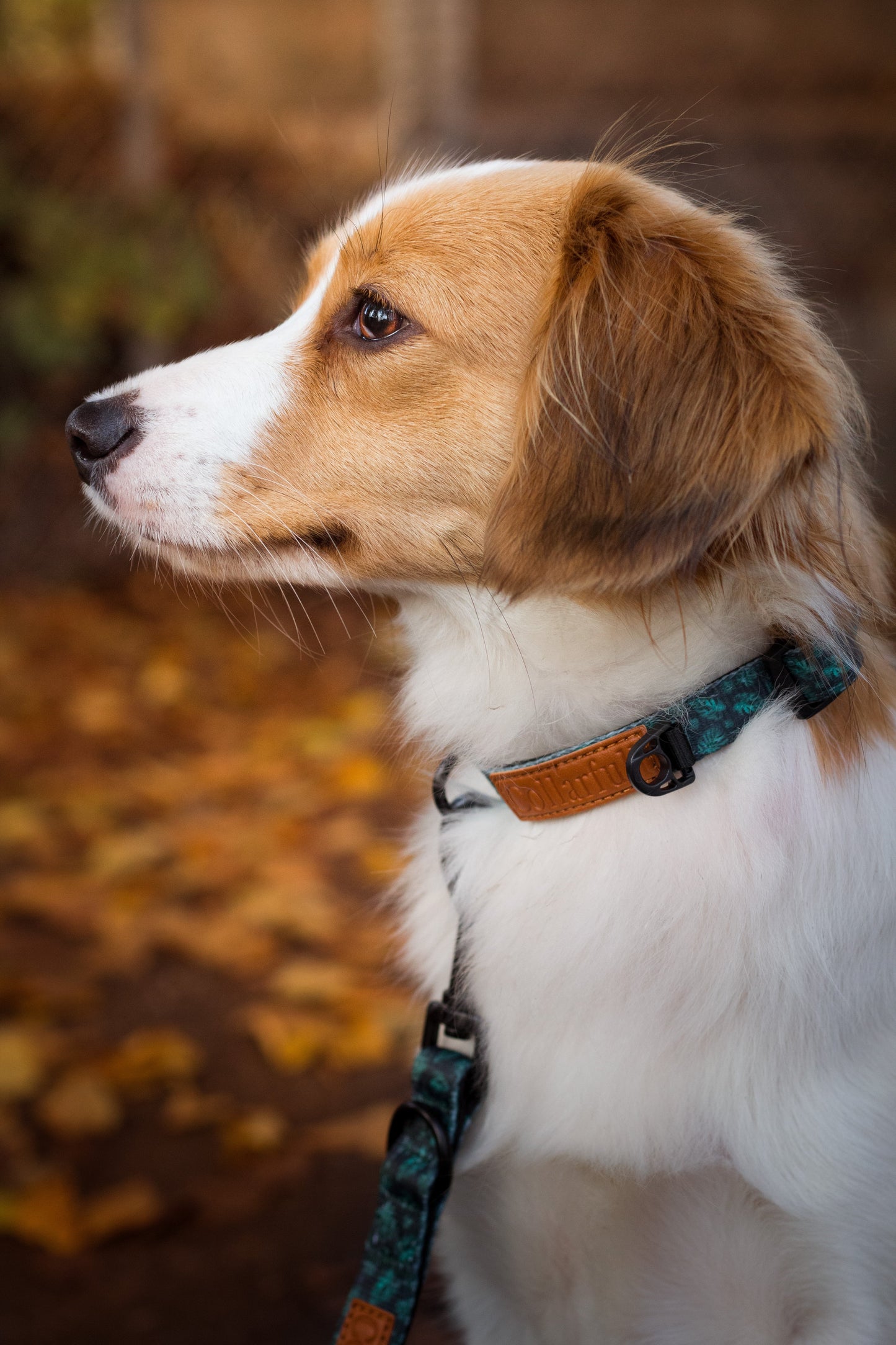 Collar - Evergreen