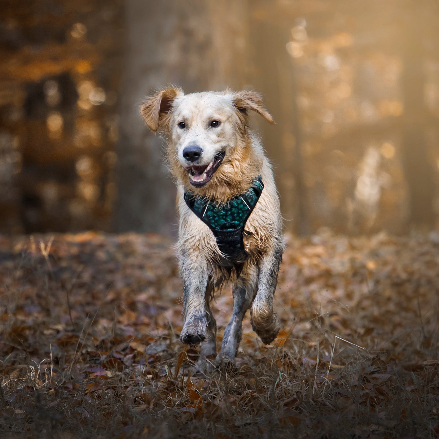 Adventure Trails Dog Harness - Evergreen