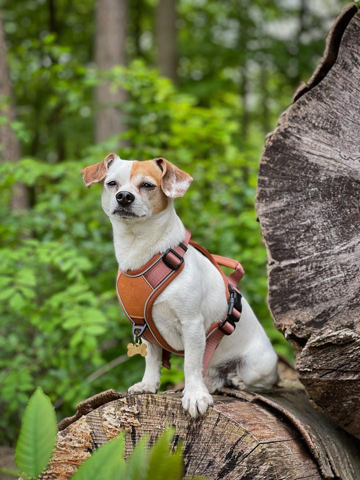 Terrain Trails dog harness - Caramel luxury
