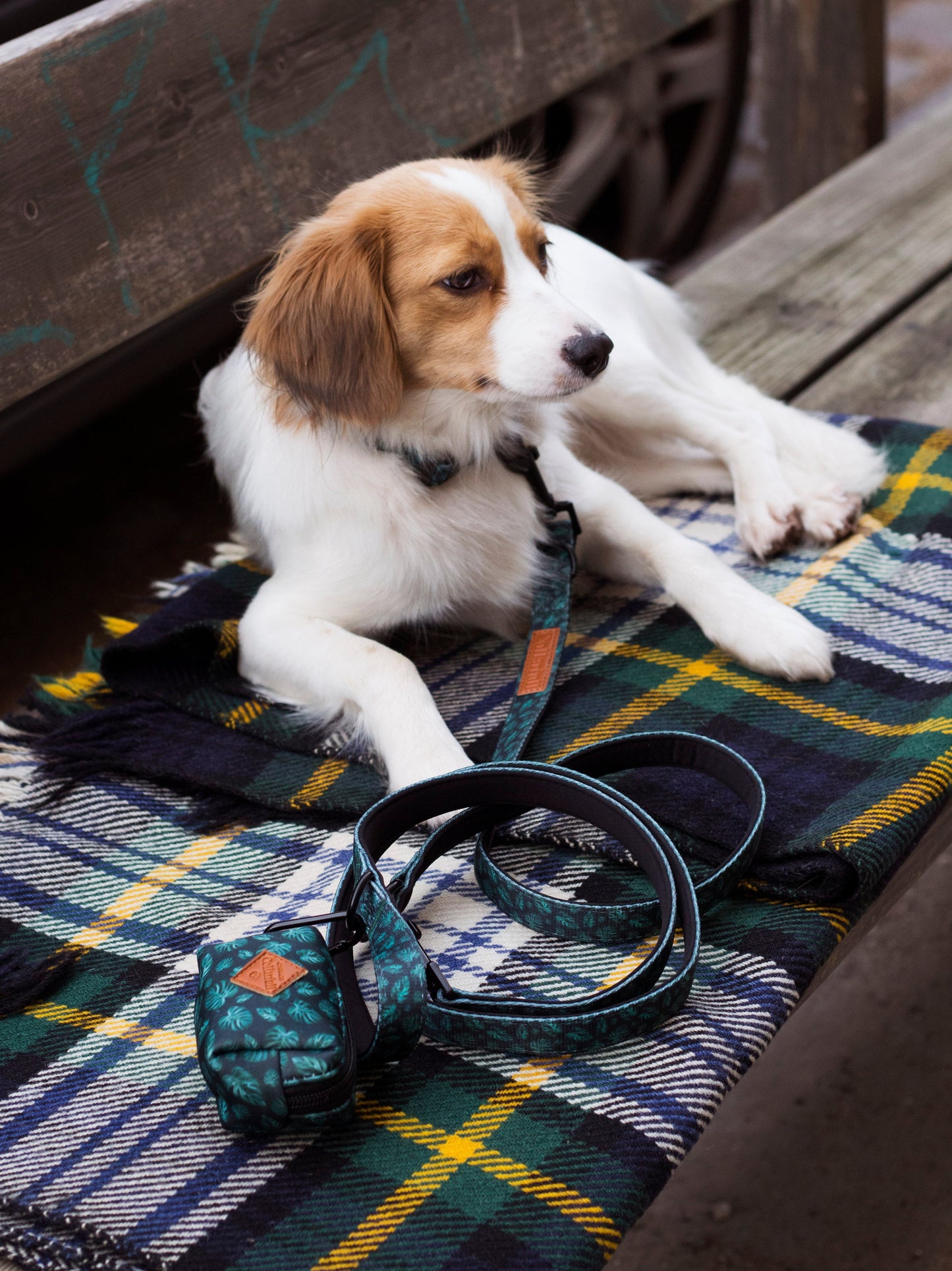 Adjustable dog leash - Evergreen