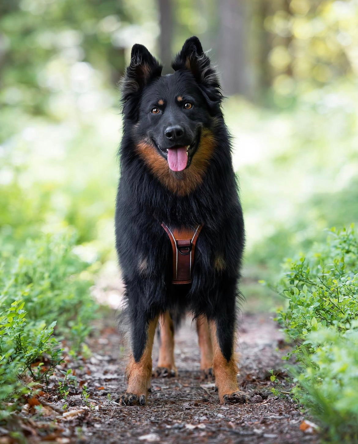 Terrain Trails dog harness - Caramel luxury
