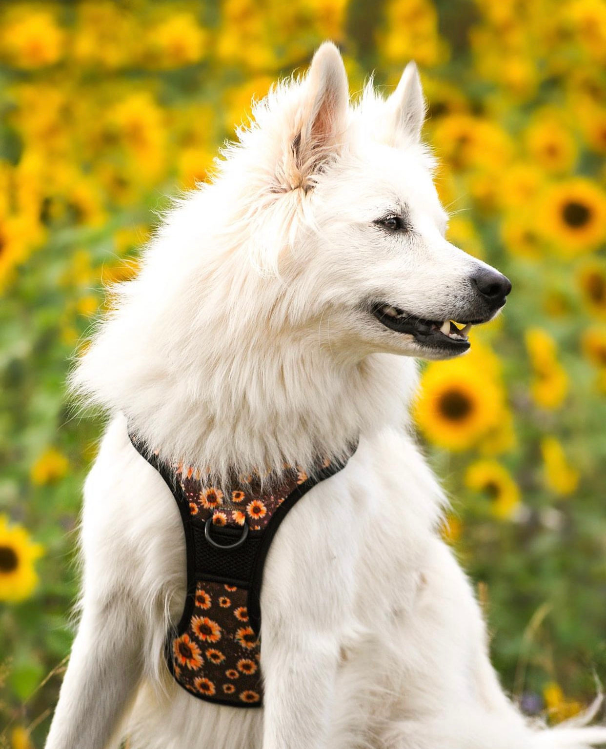 Adventure Trails dog harness - Sunflowers on my mind